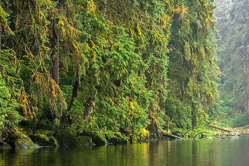 The Wettest National Forest In America
