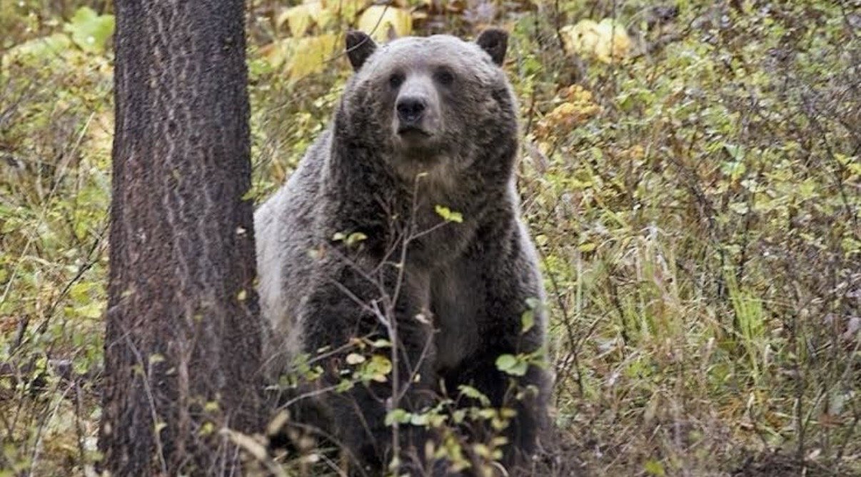Montana archery hunter faces surgery after surviving bear attack