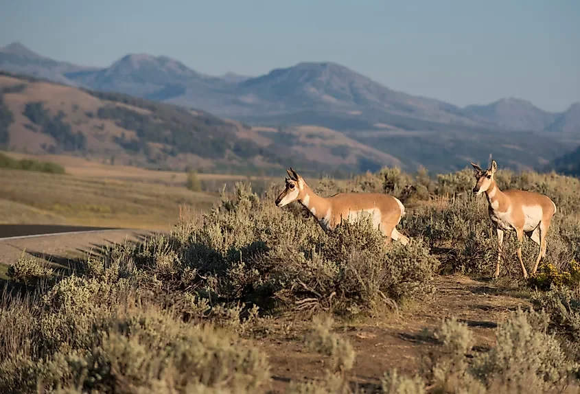 The National Parks Where Pronghorn Still Migrate