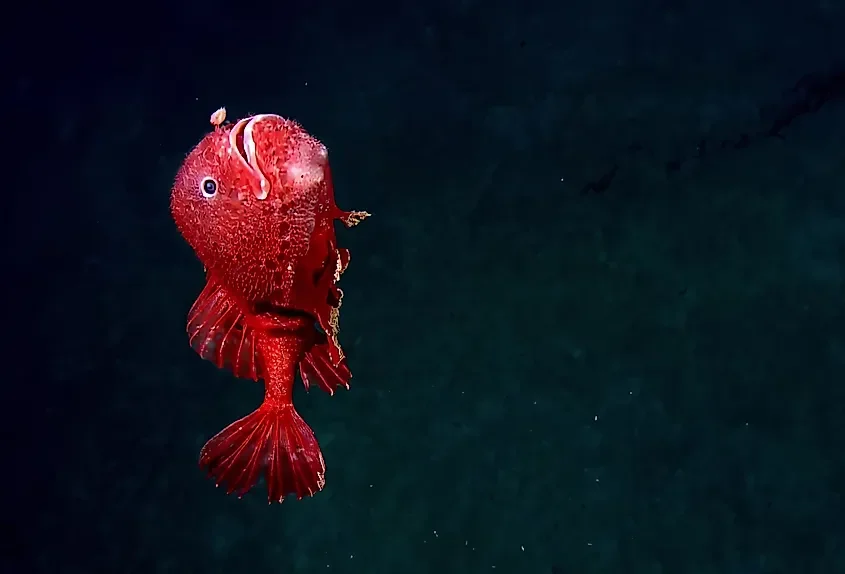 What Lies Beneath The Deepest Part Of The Ocean