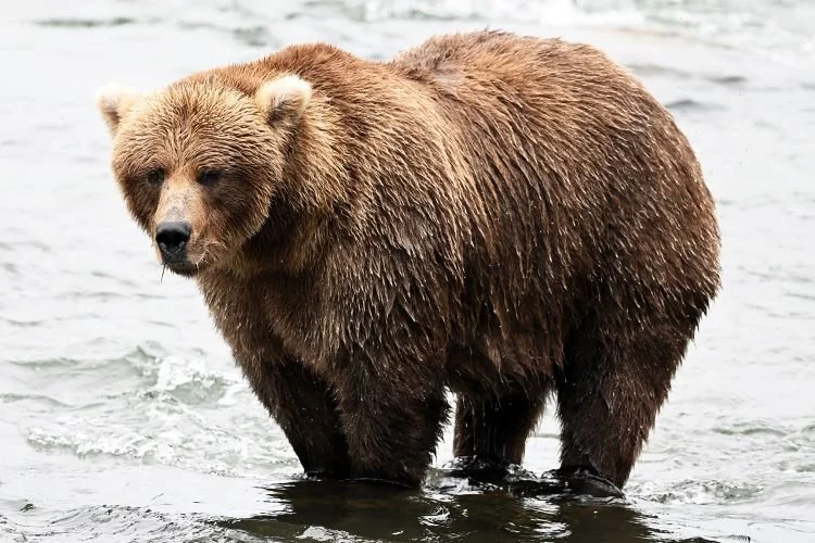 Fat Bear Week 2026 Kicks Off with Defending Champ Chunk Facing 15 Salmon-Stuffed Rivals