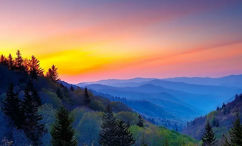 The Cloud Forests Of North America