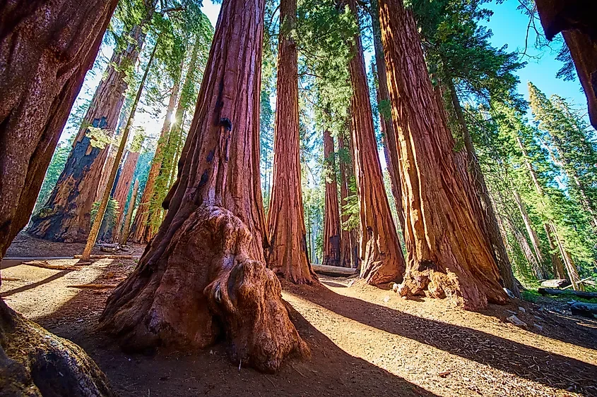 The National Parks With The Largest Trees By Volume