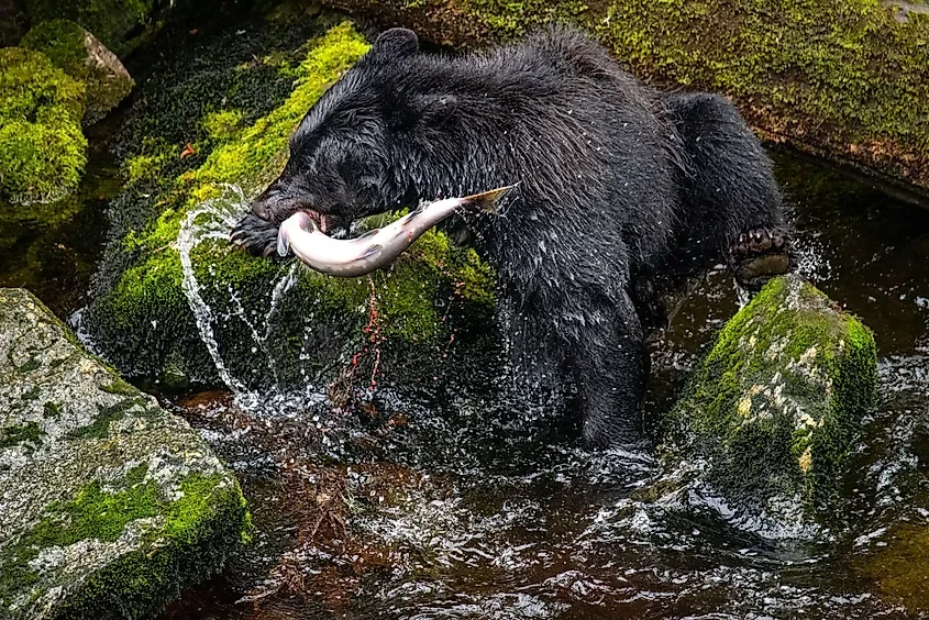 The National Forests Where You Can Watch Bears Fish For Salmon