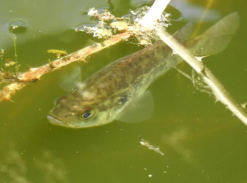 The Native Fish Species That Depend On American Reservoirs