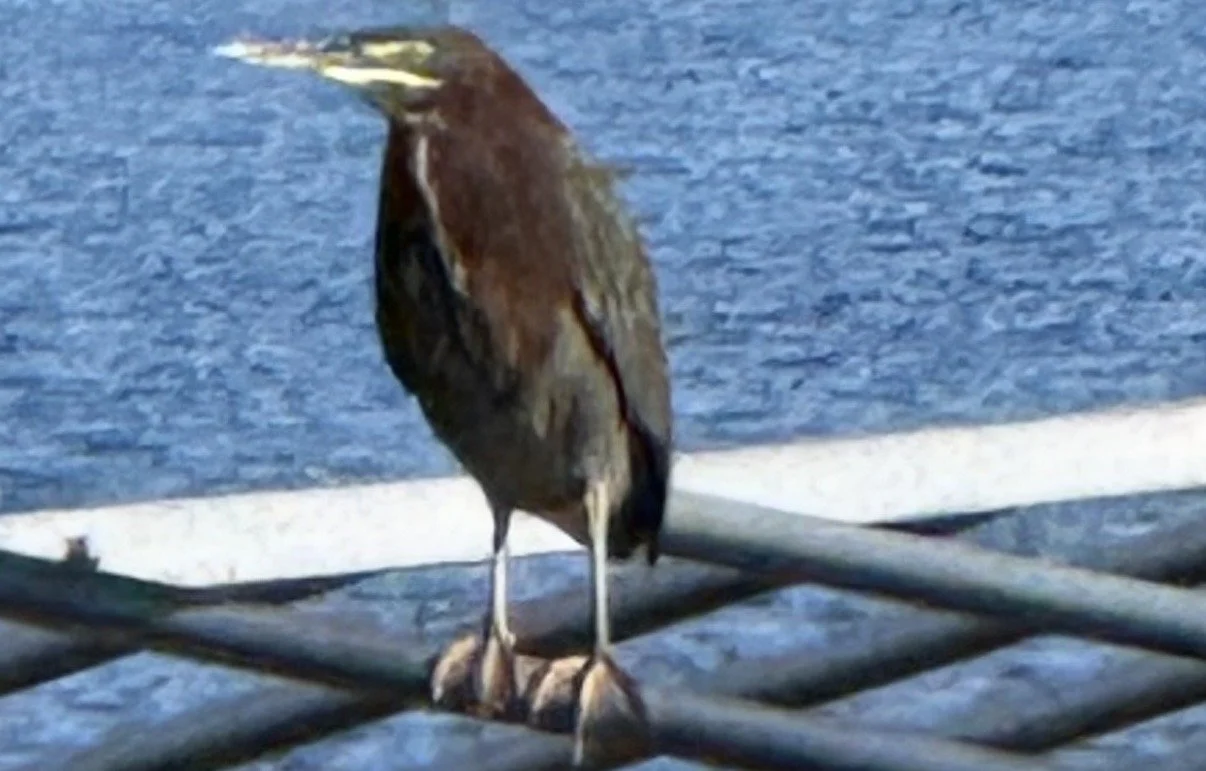American Bittern, viewed 9.30.26  on boat lift on Round Lake, Nisswa, MN