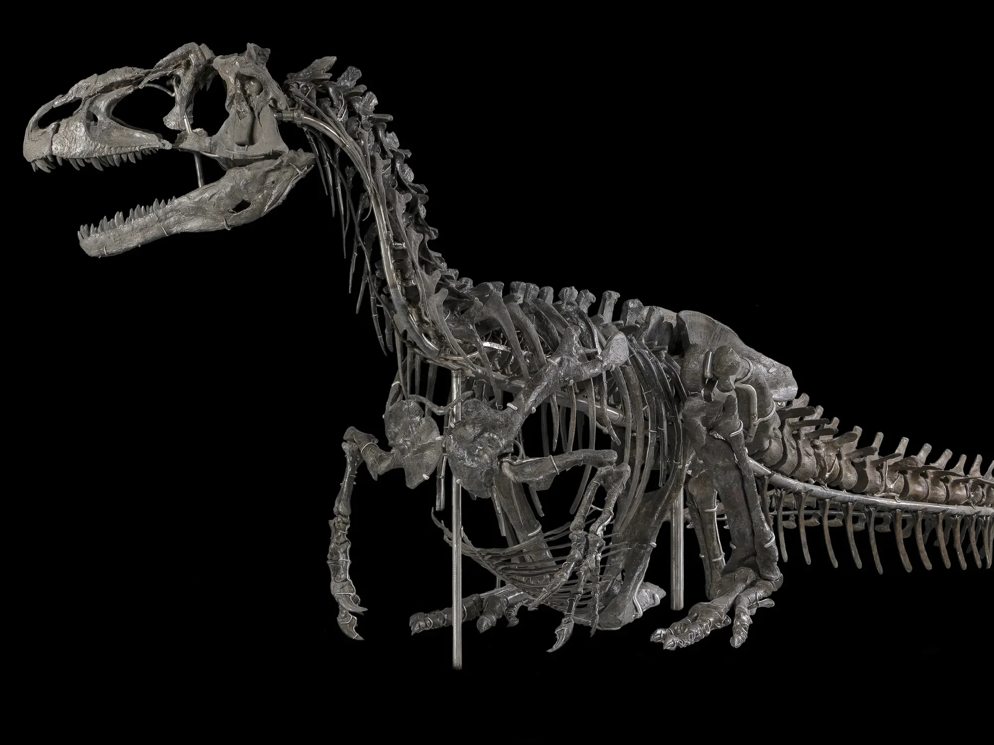 This Fall at the National Museum of Natural History: Dinosaurs, Neanderthals and Elmo!