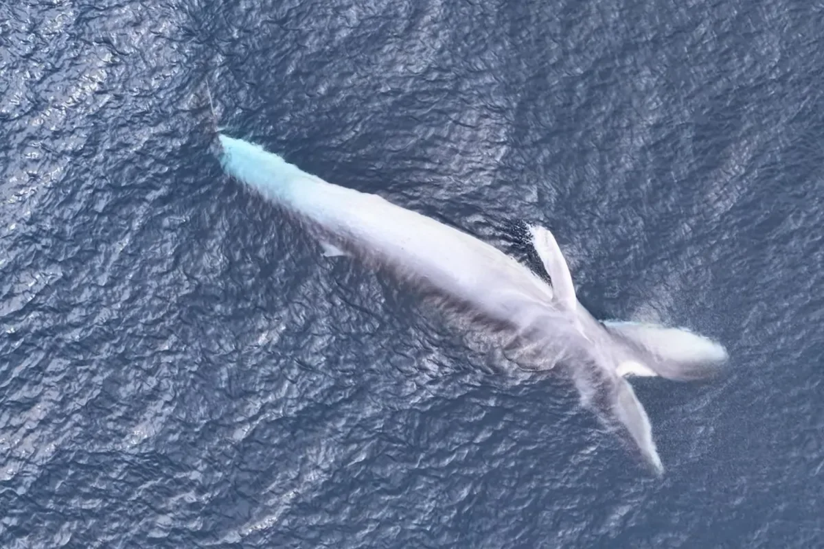 “Scientists are unsure how many exist or how rare they are.” Drone captures elusive animal the length of a shipping container hunting in Indonesia