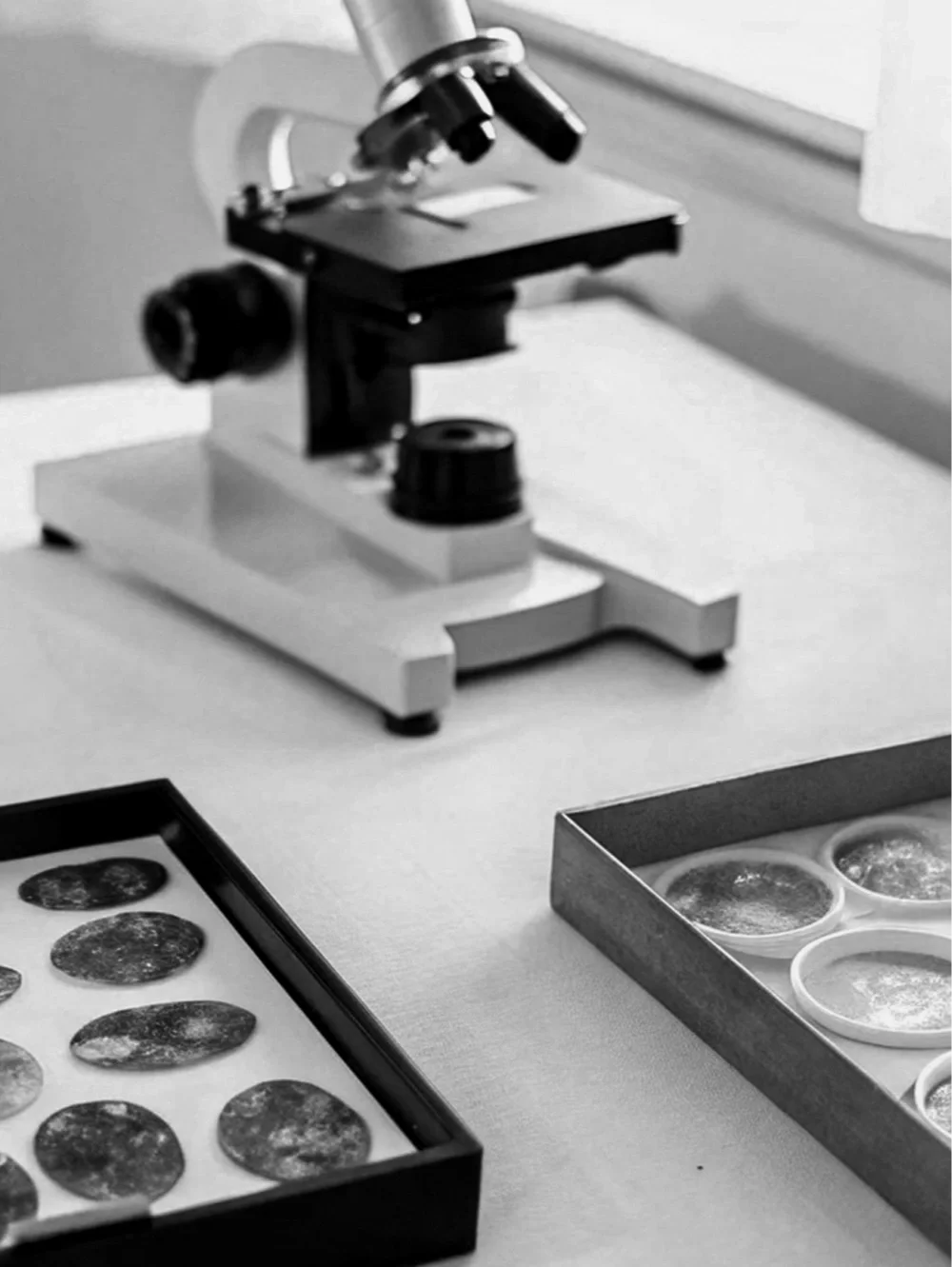 A microscope and two trays of round samples on a laboratory table.
