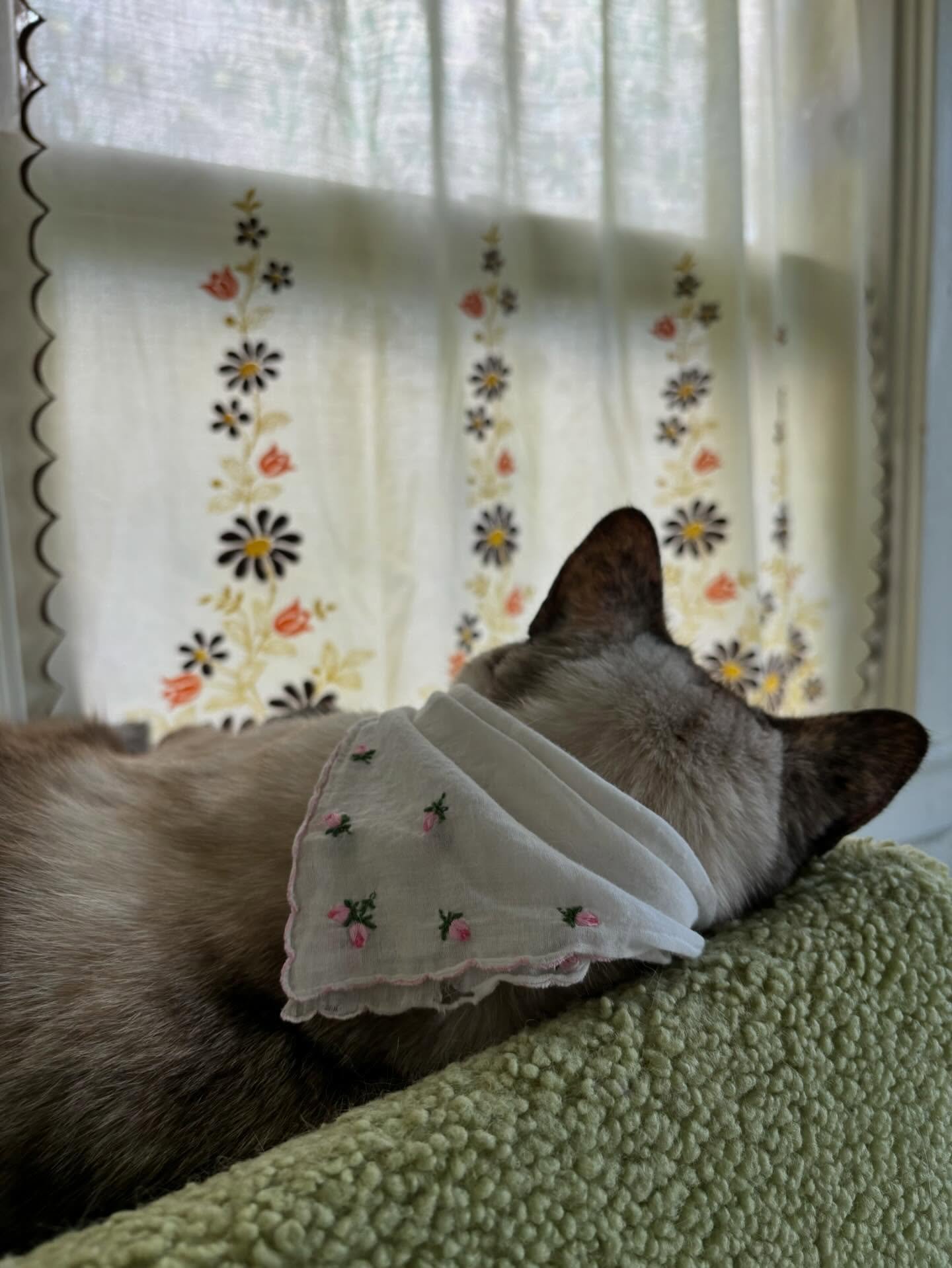 my art assistant works overtime during the colder months 
she needs to rest up