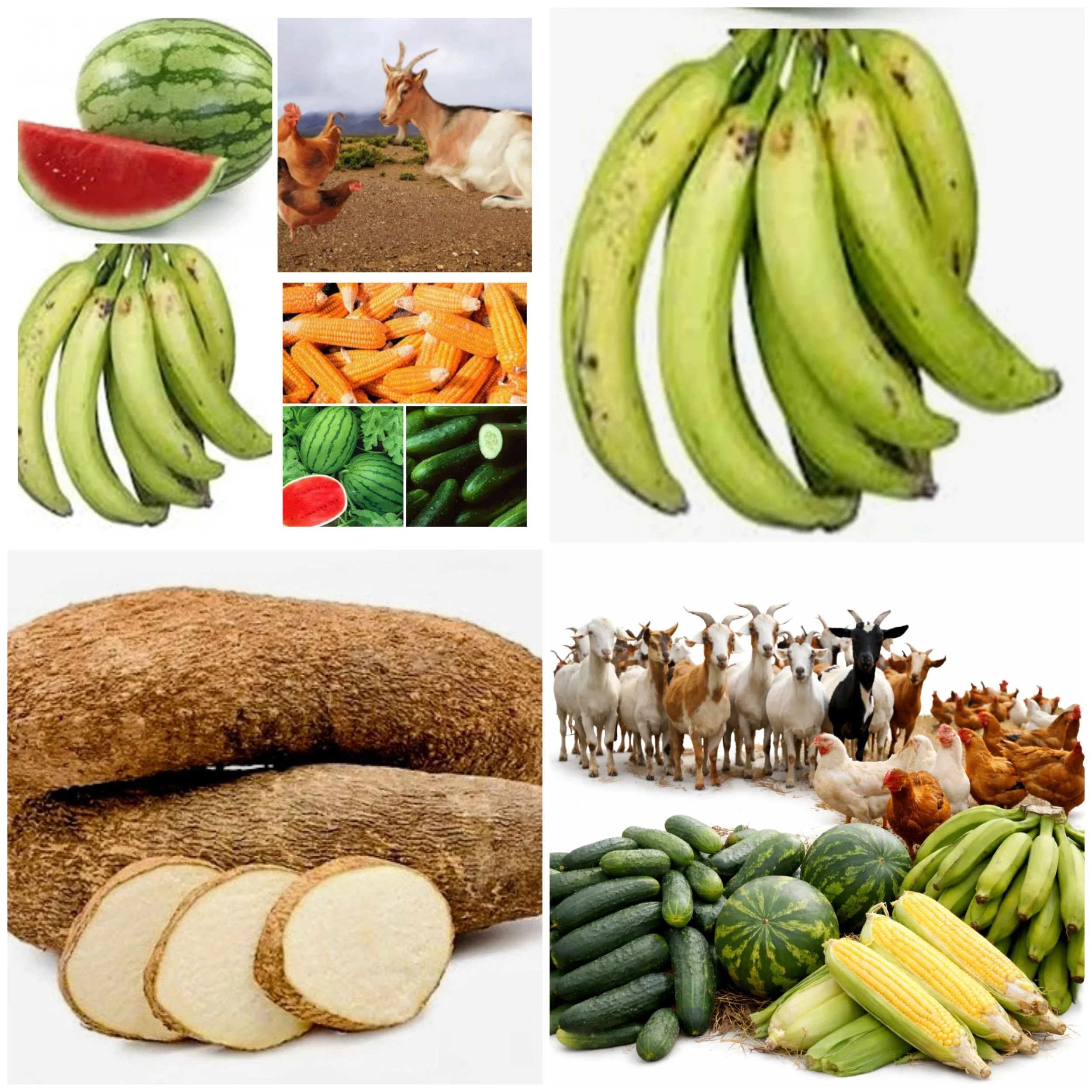 A collage of various fruits, vegetables, and farm animals, including tomatoes, watermelon, bananas, cucumbers, a saved watermelon, a yam, baby corn, a chicken, a goat, a sheep, a cow, and a watermelon slice.