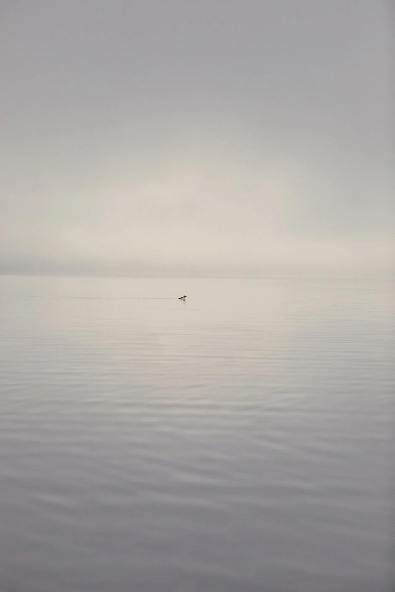 dylan-parr-media-loon-1.jpg