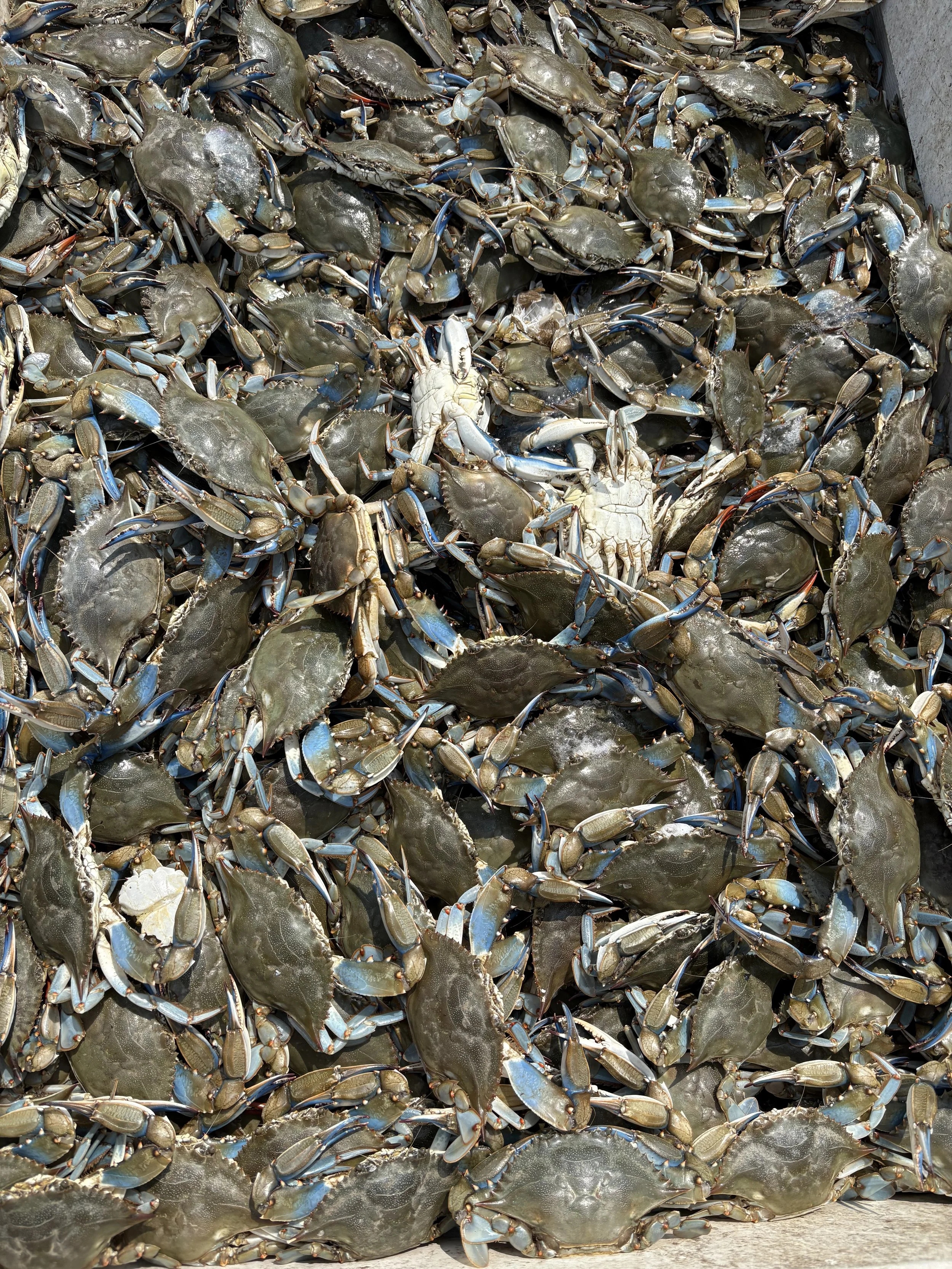 Live Crabs