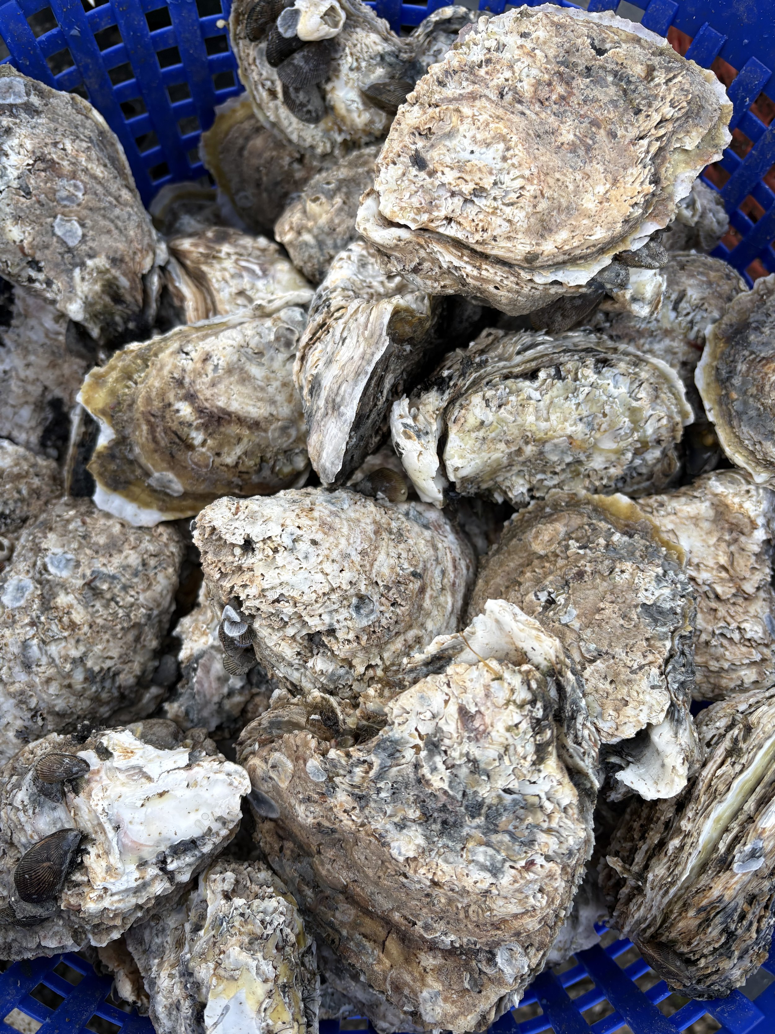 Oranssi construction engineer Jamie Kokot