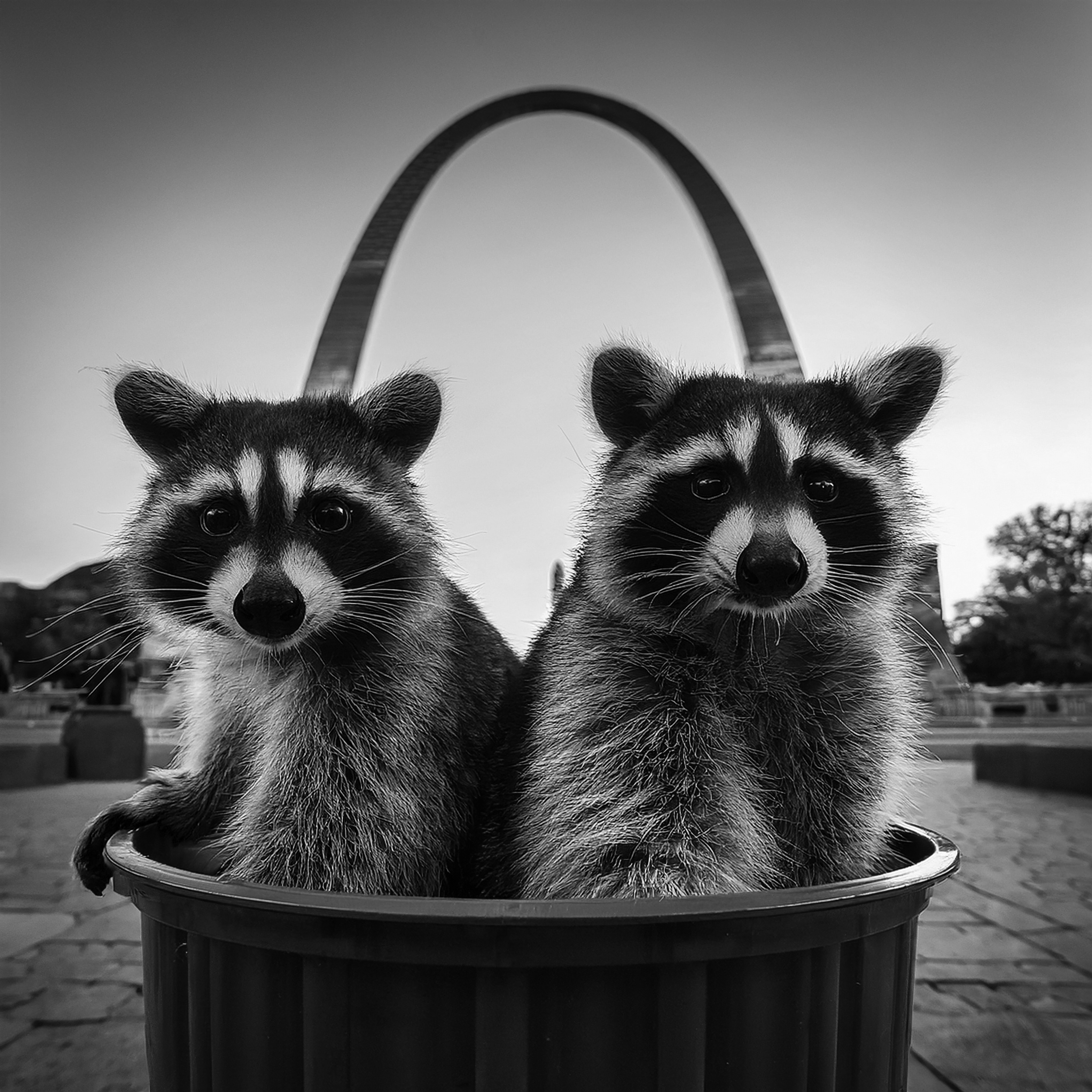 Two raccoons sitting in a bucket with the Gateway Arch in the background, black and white photo.