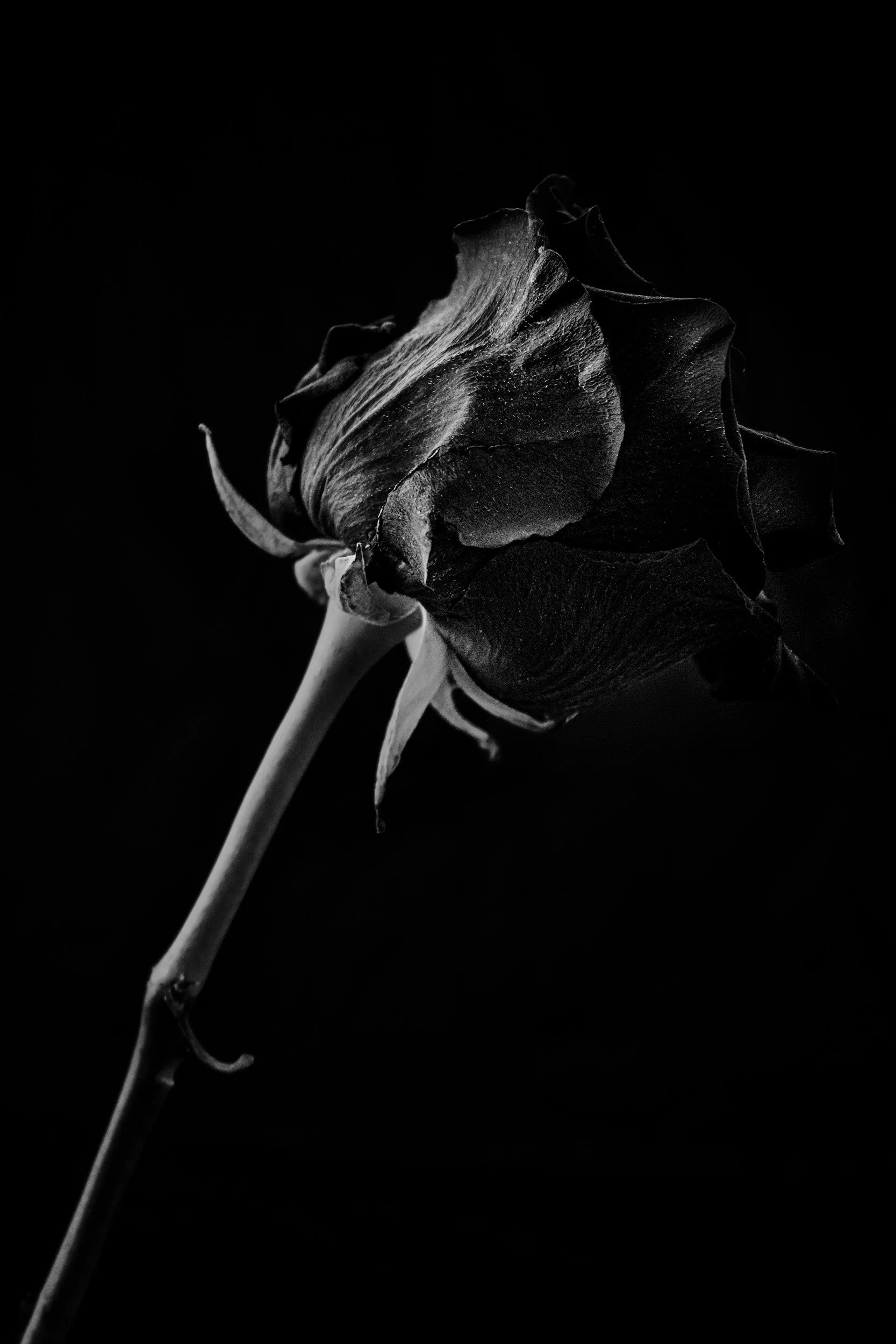 Black and white photograph of a single wilted rose against a dark background.