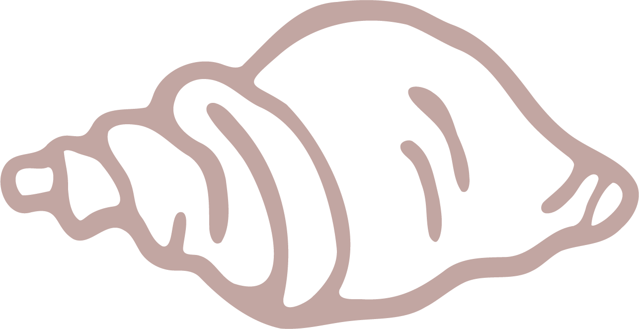 Line drawing of a seashell.