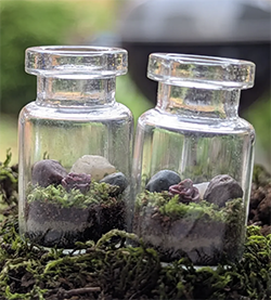 Two small glass jars containing miniature moss terrariums with rocks and plants