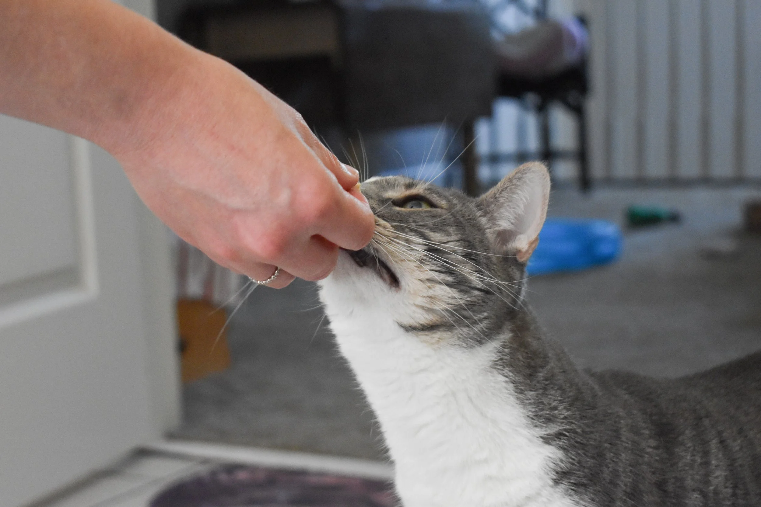 Jessie, Cats, & Bunnies-12.jpg