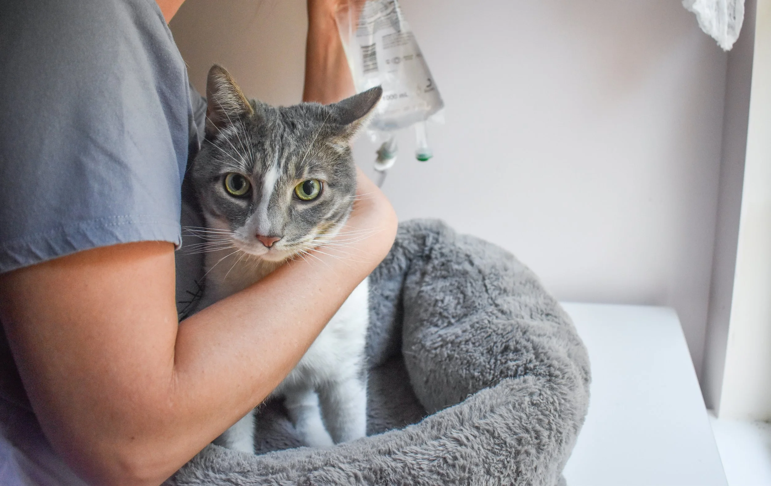 Jessie, Cats, & Bunnies-23.jpg