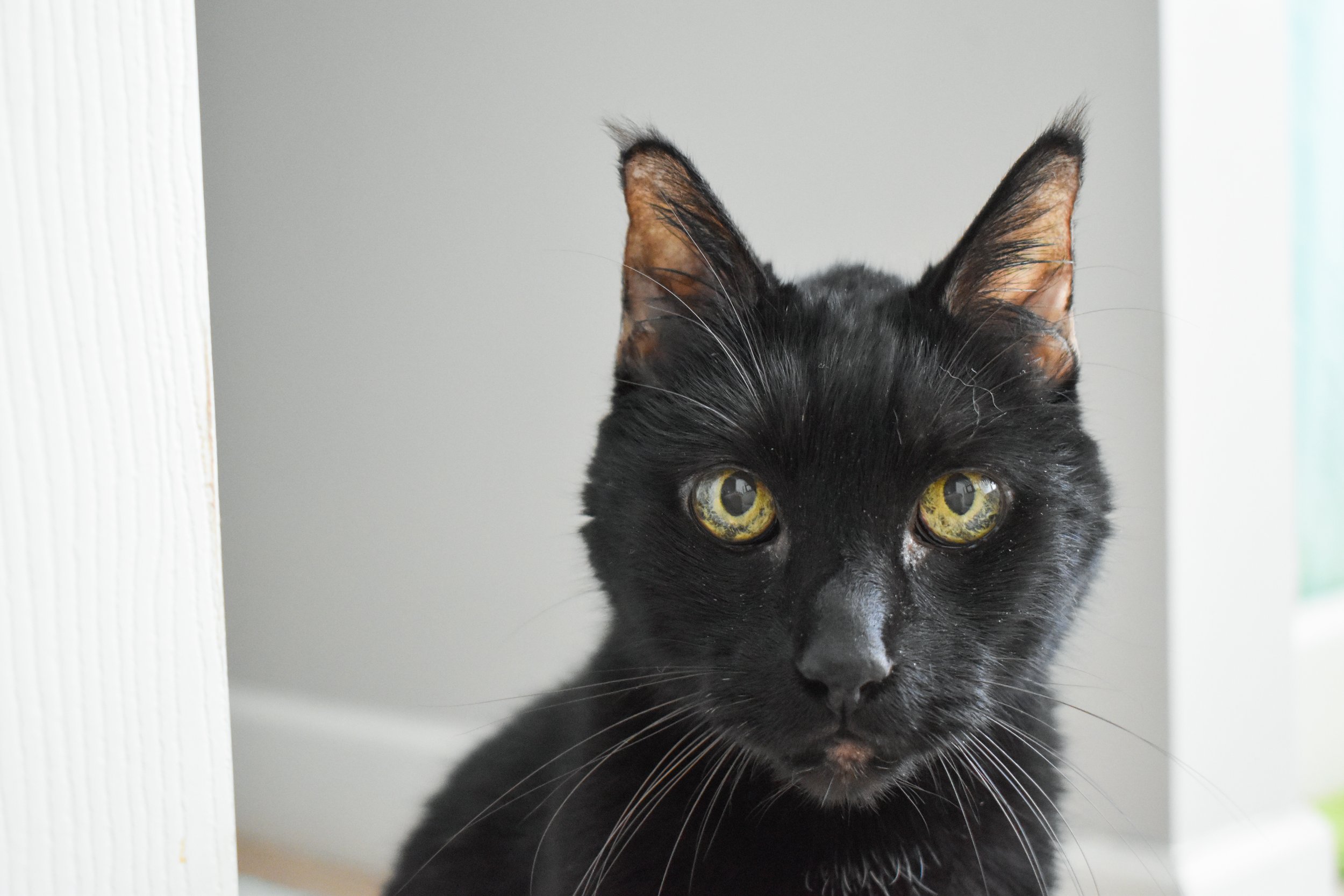 Jessie, Cats, & Bunnies-10.jpg