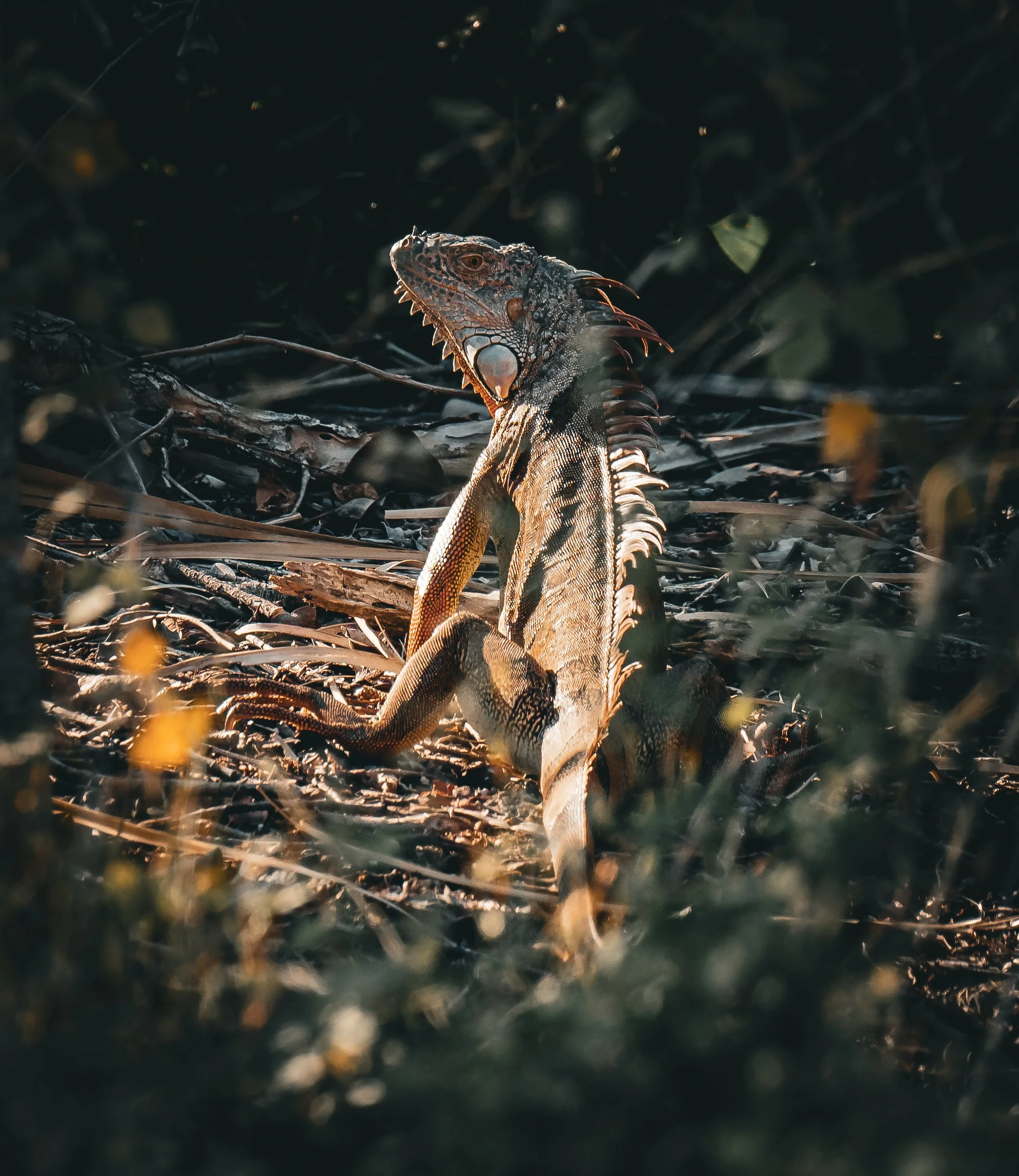 Among the Fallen Leaves.jpg