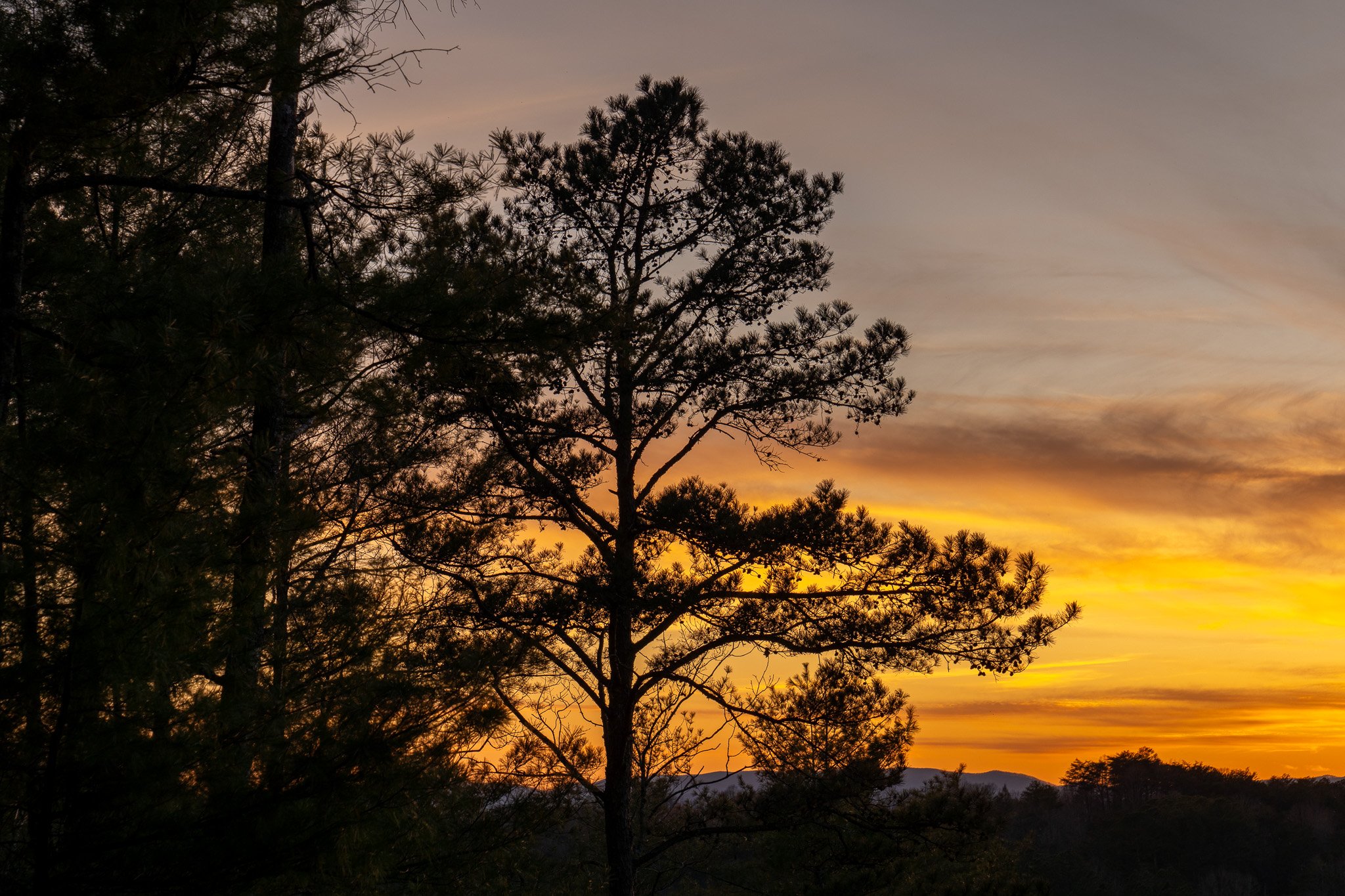 Silhouette of trees during a sunset with orange and yellow hues in the sky.
