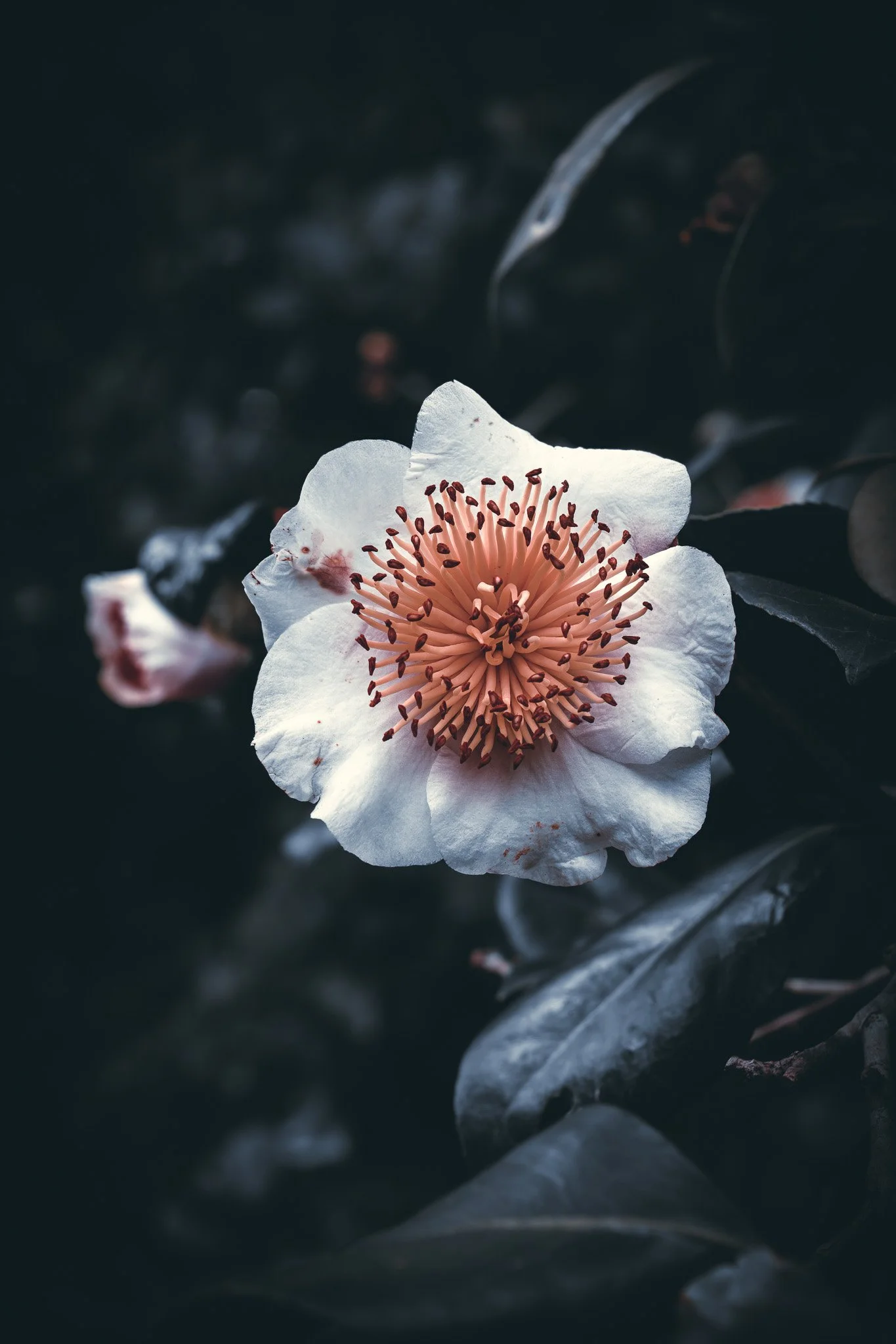 A white flower with numerous stamen in the center, set against a dark background with leaves.