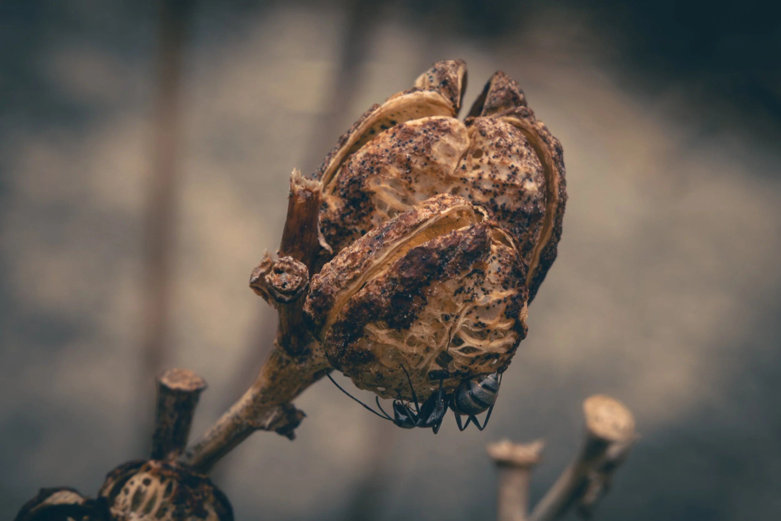 Close-up of a dried plant or flower with a black ant, crawling on it.