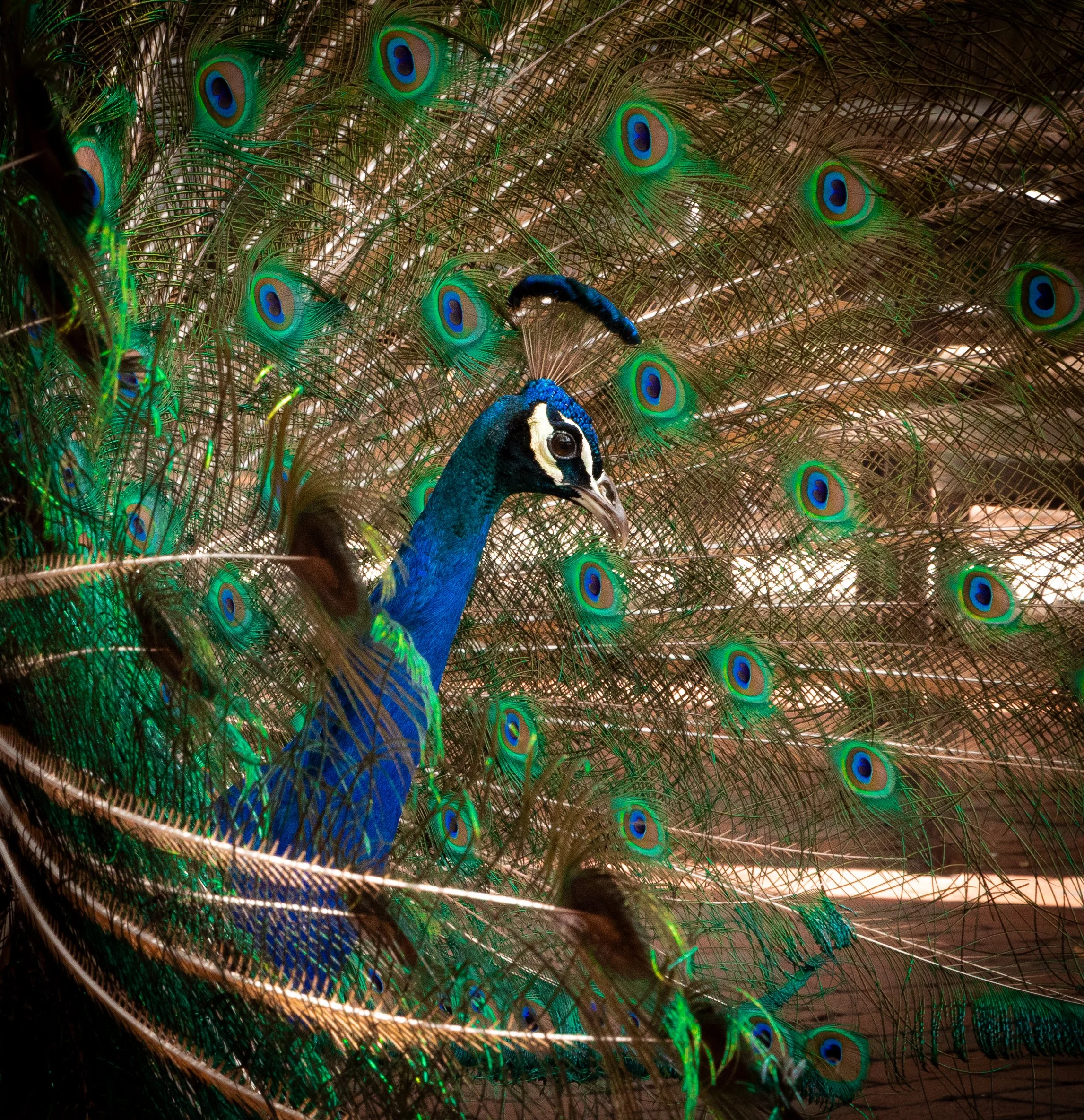A peacock with vibrant blue and green feathers fanned out, displaying eye-shaped patterns on its tail, in a close-up view.