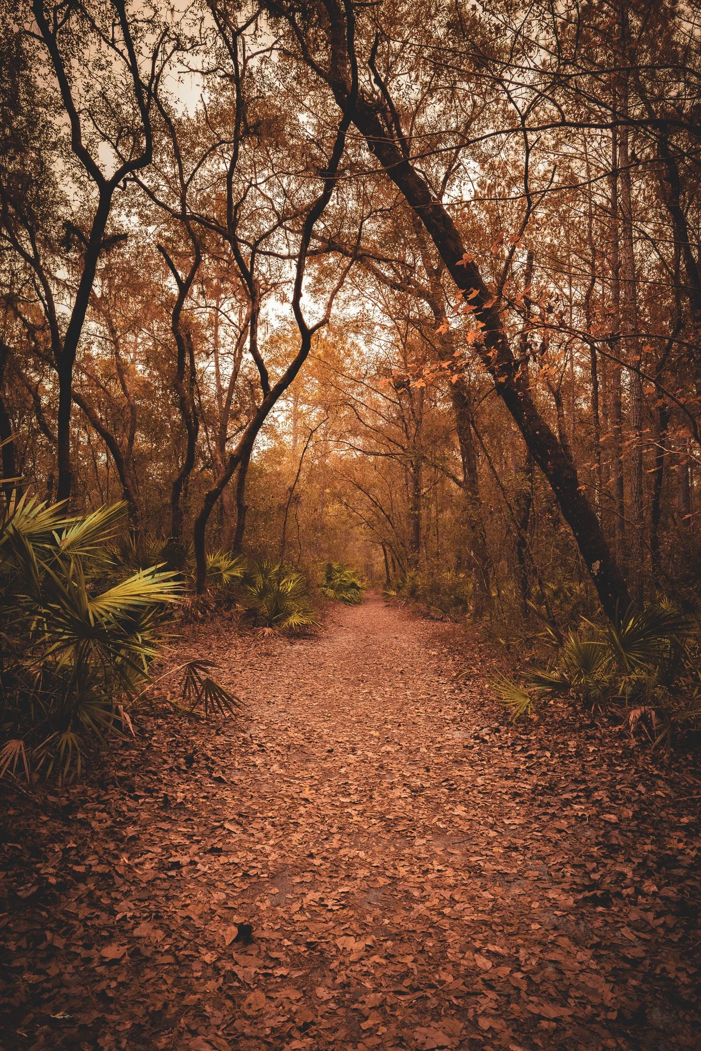 A dirt trail through a forest with autumn foliage and fallen leaves, surrounded by trees and greenery.