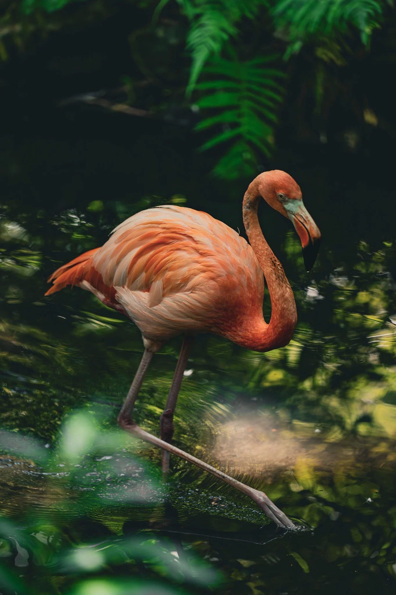 The Pink Daydreamer.jpg