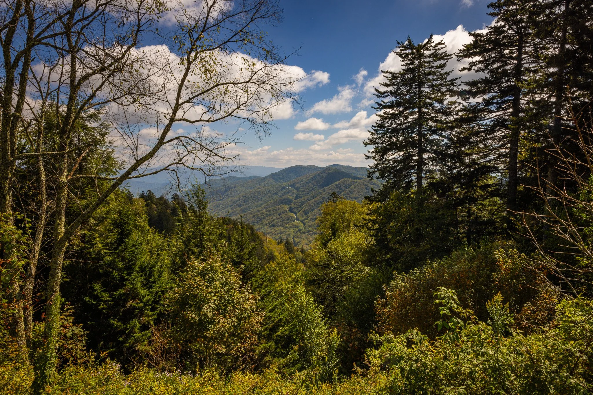 A scenic view of a forested mountain landscape with dense trees in the foreground, rolling hills in the background, a partly cloudy sky, and a distant valley.