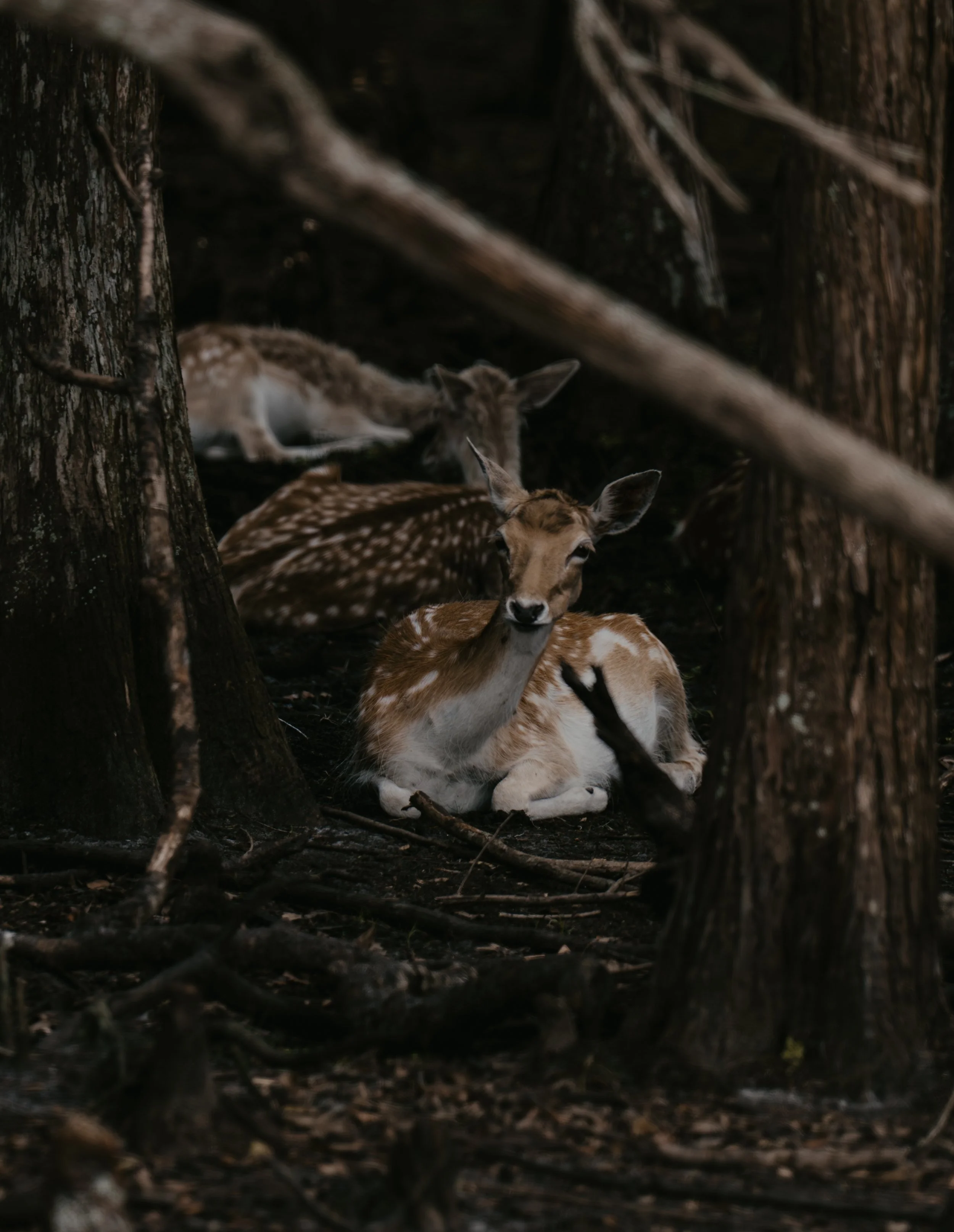 Twilight Watchers.jpg