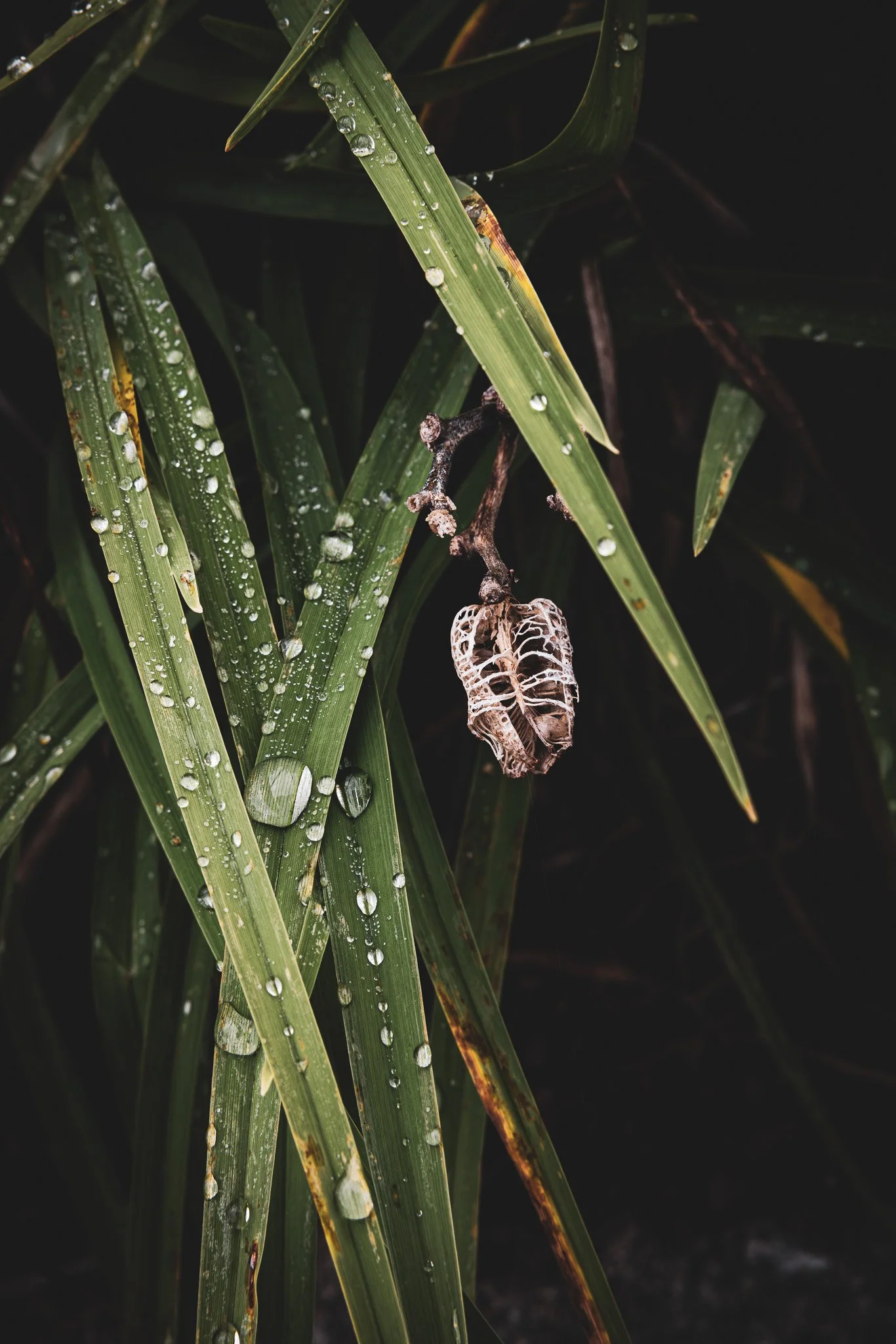 Close-up of green grass with water droplets, featuring a dried withered leaf hanging from a small branch.