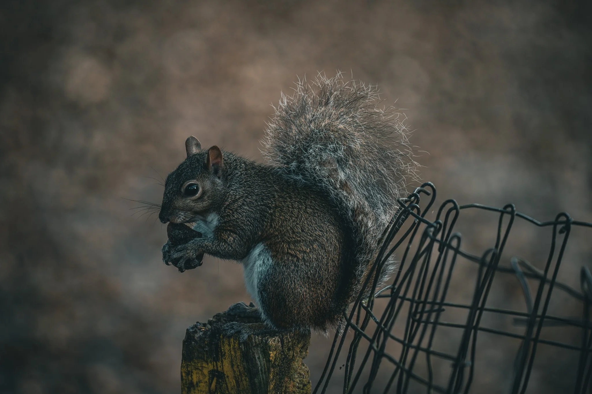 A squirrel sitting on a wooden post, holding and eating a nut, with a broken wire fence in the background.