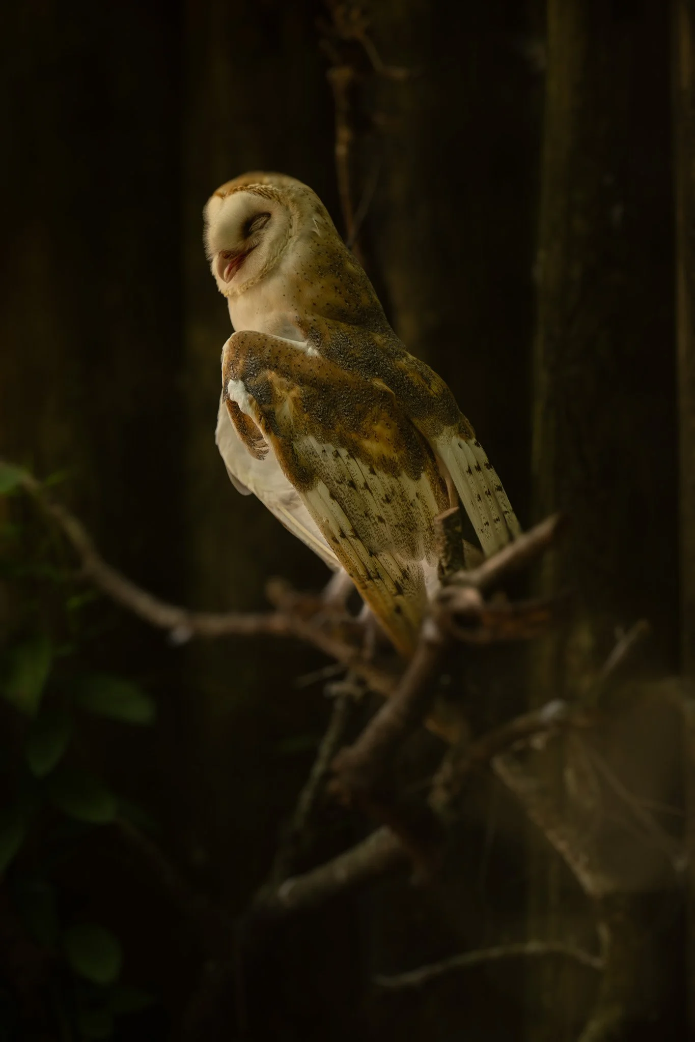 Eyes of the Night.jpg