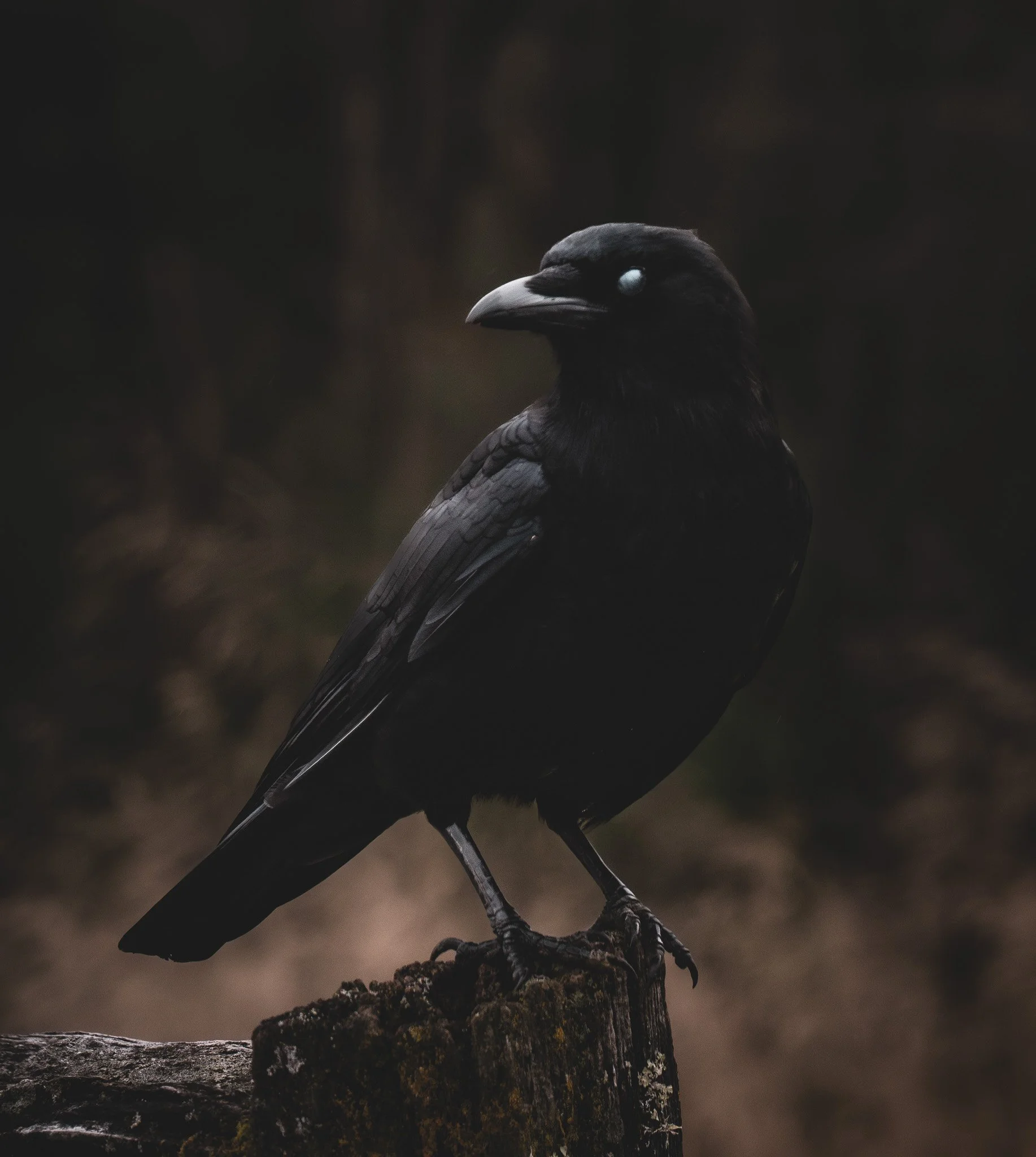 Watcher in the Shadows.jpg