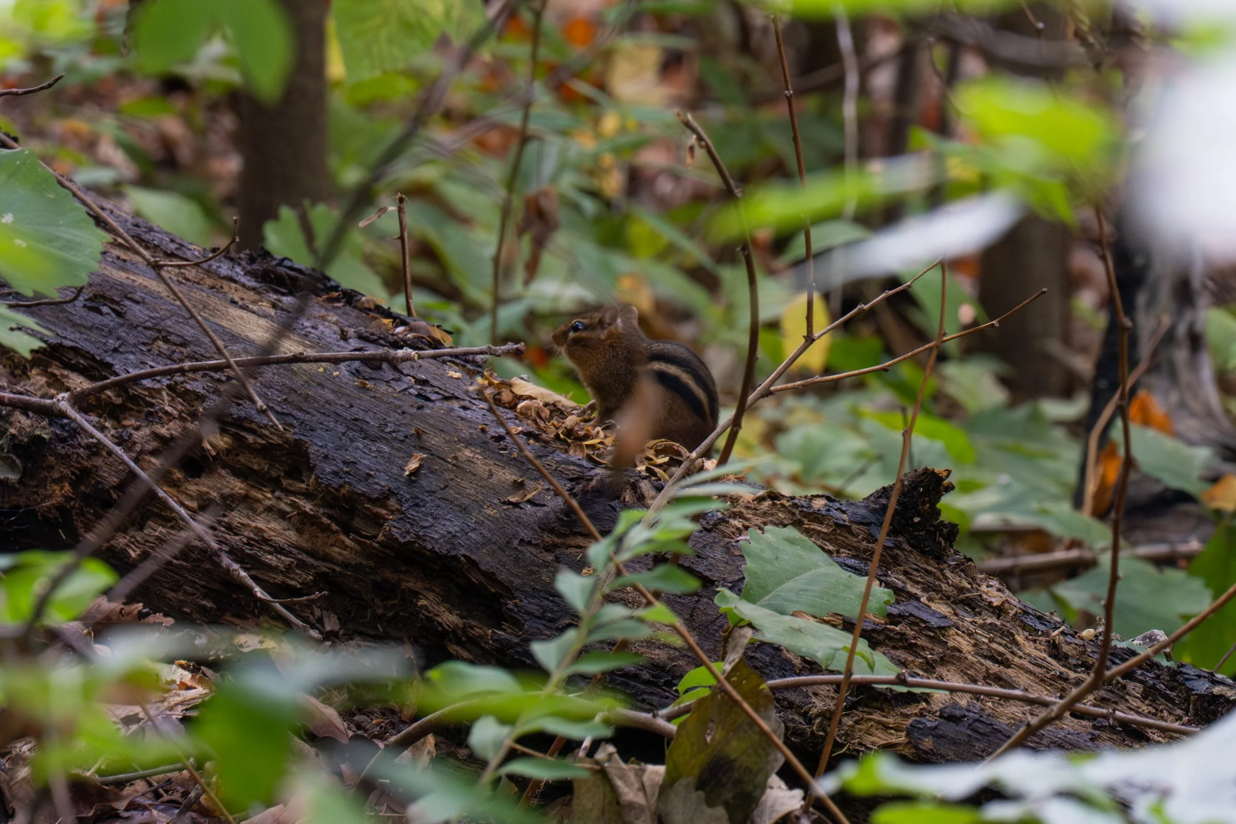 A chipmunk on a fallen log in a forest surrounded by green leaves and twigs.