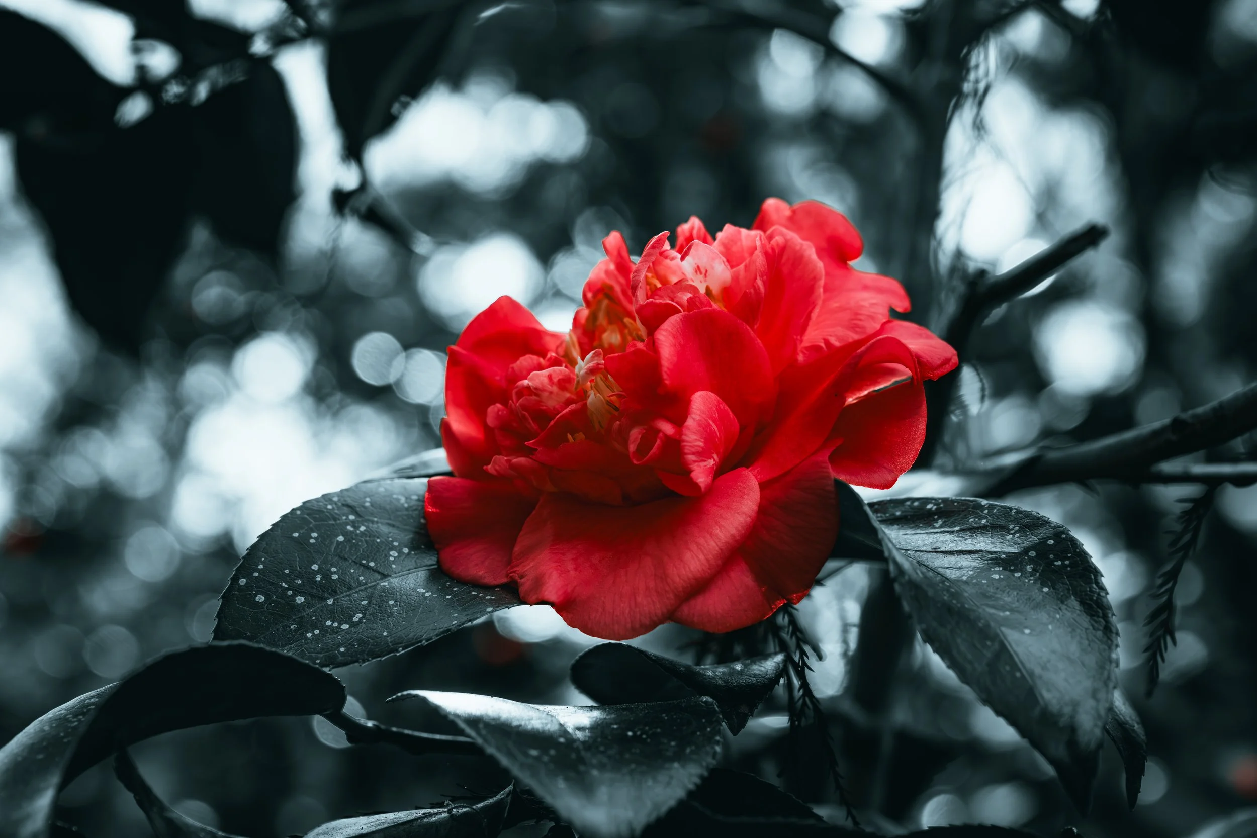 Yahyma “Gigi” – Member Spotlight