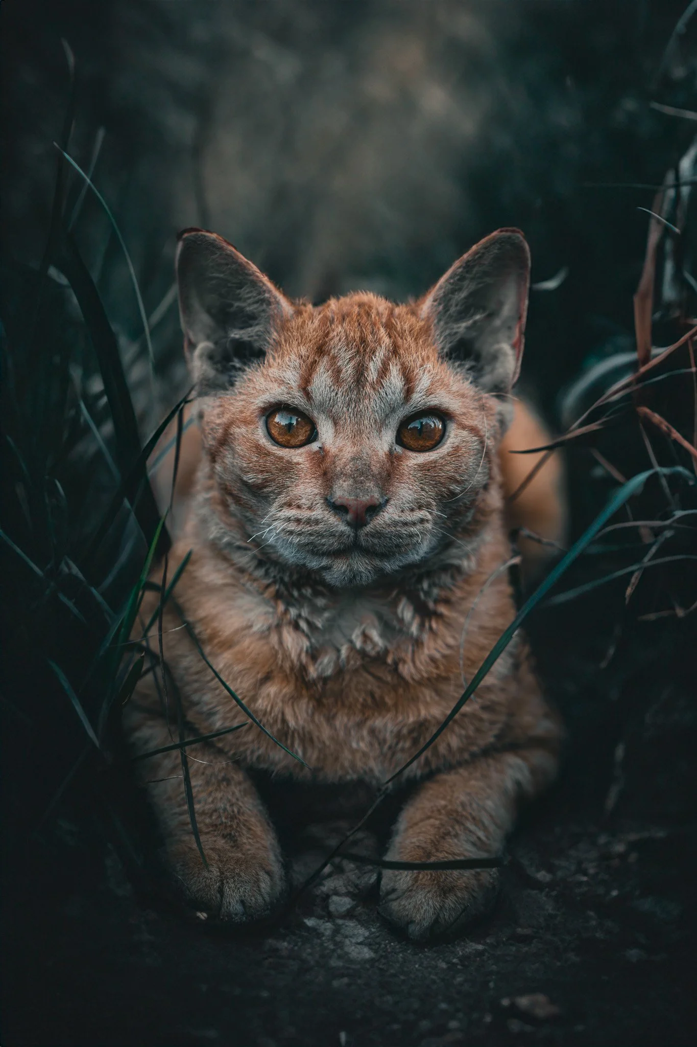 Tabby the Jungle Cat.jpg