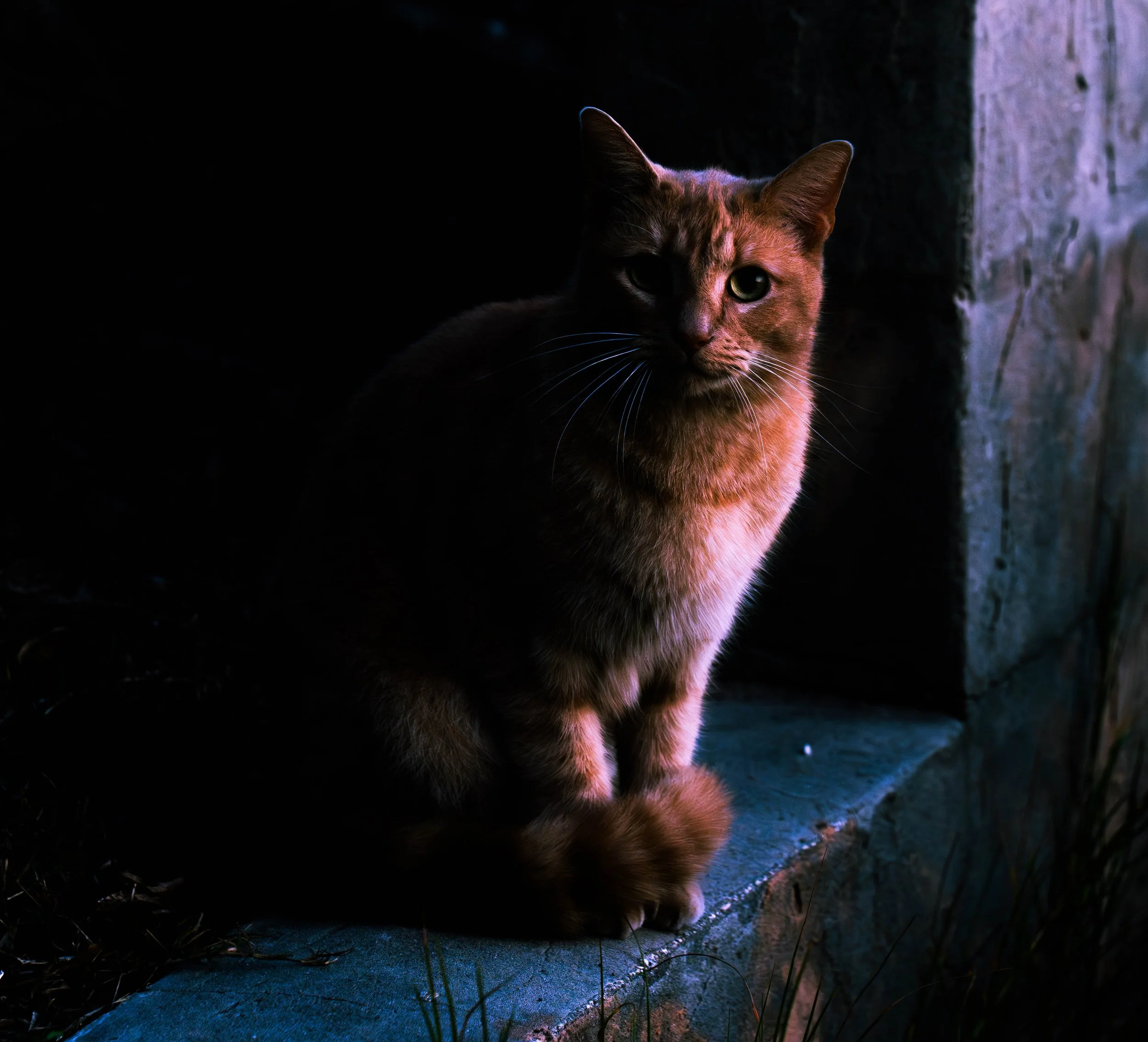 A brown cat sitting on a concrete ledge next to a stone wall, partially illuminated by natural light with dark shadows surrounding it.