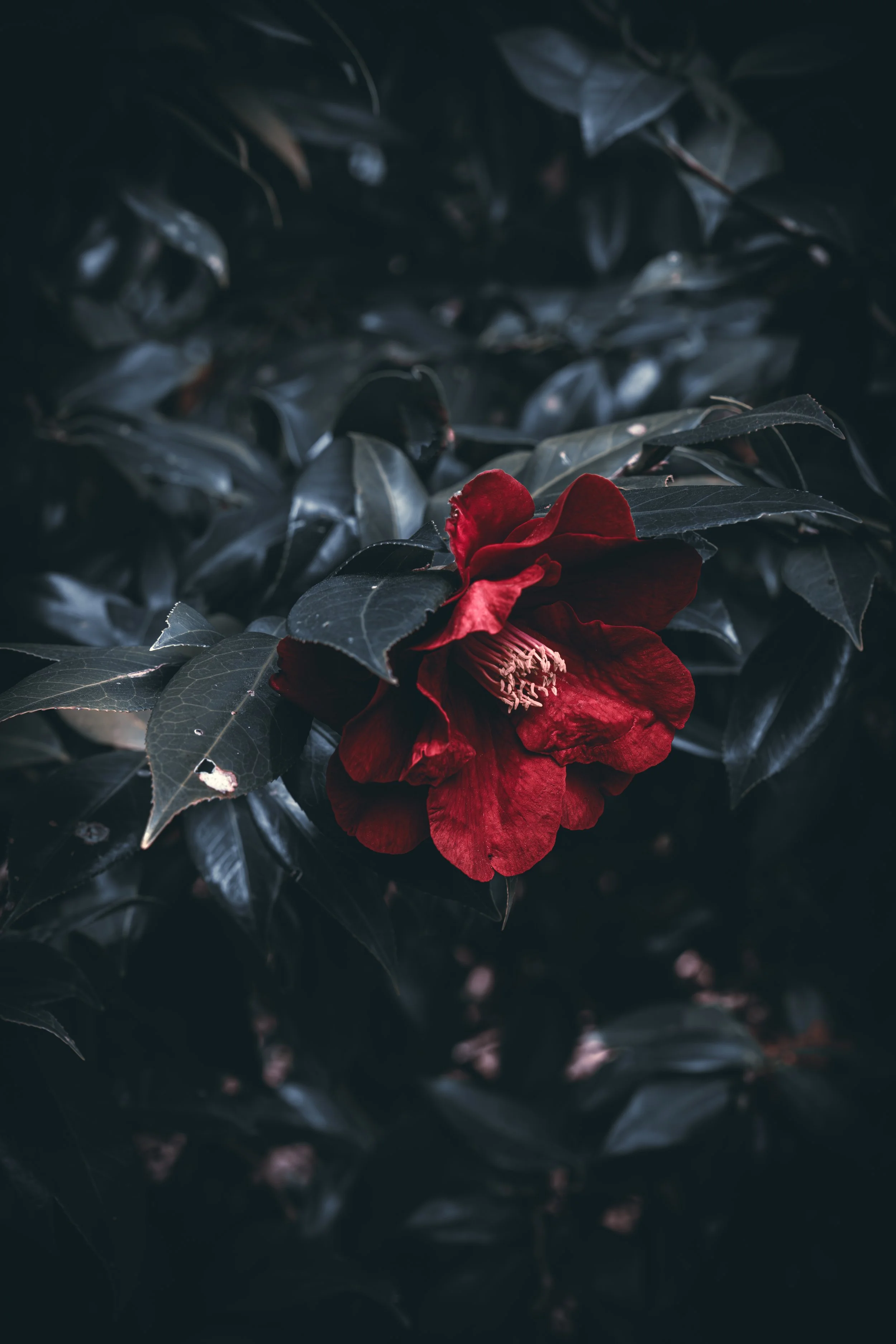 A red flower, possibly a camellia, surrounded by dark green, glossy leaves.