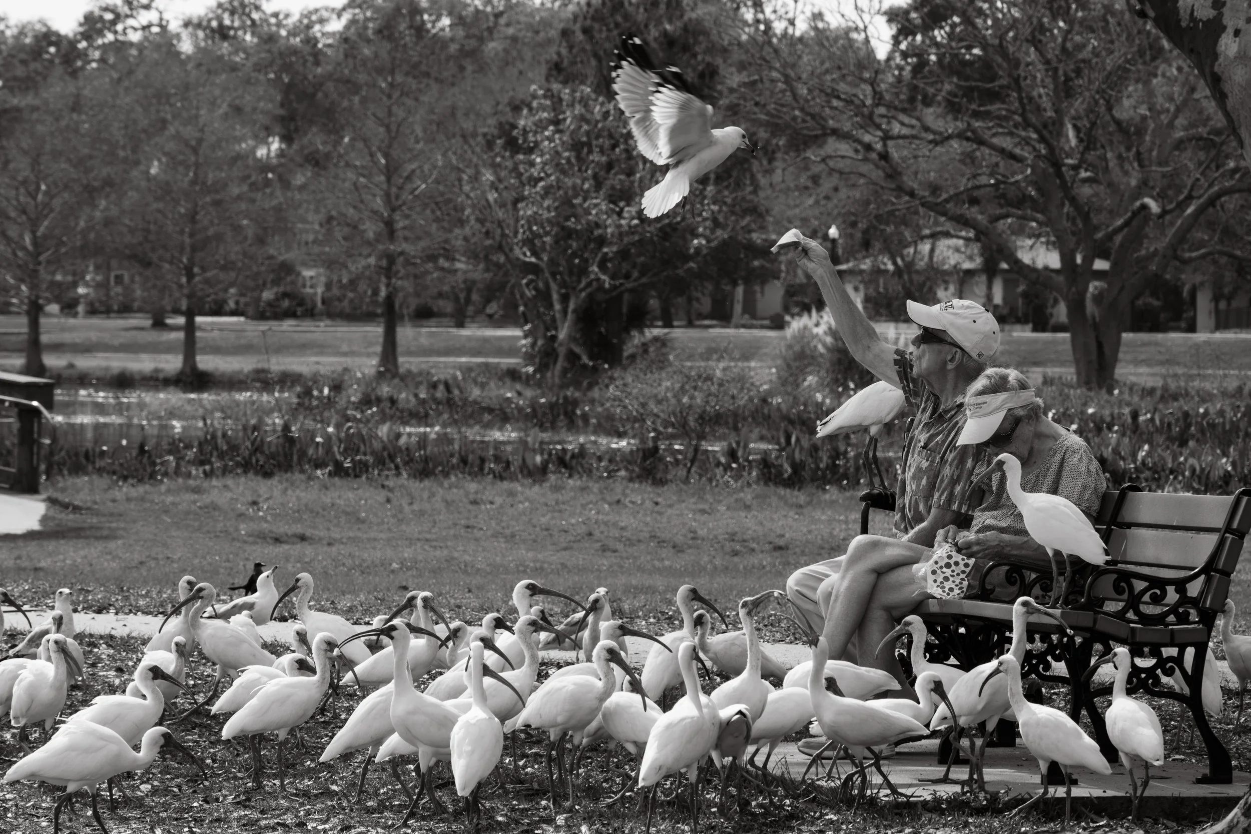An elderly couple sitting on a park bench surrounded by a flock of white birds, including some flying above and others on the ground. The man is feeding the birds and the woman is looking down. Trees and a pond are in the background.