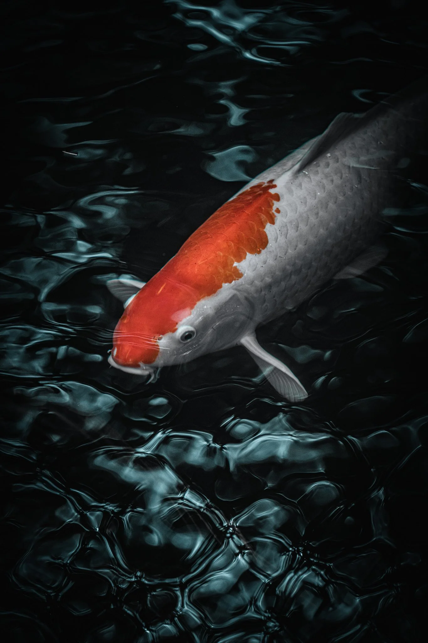 The Water’s Muse.jpg