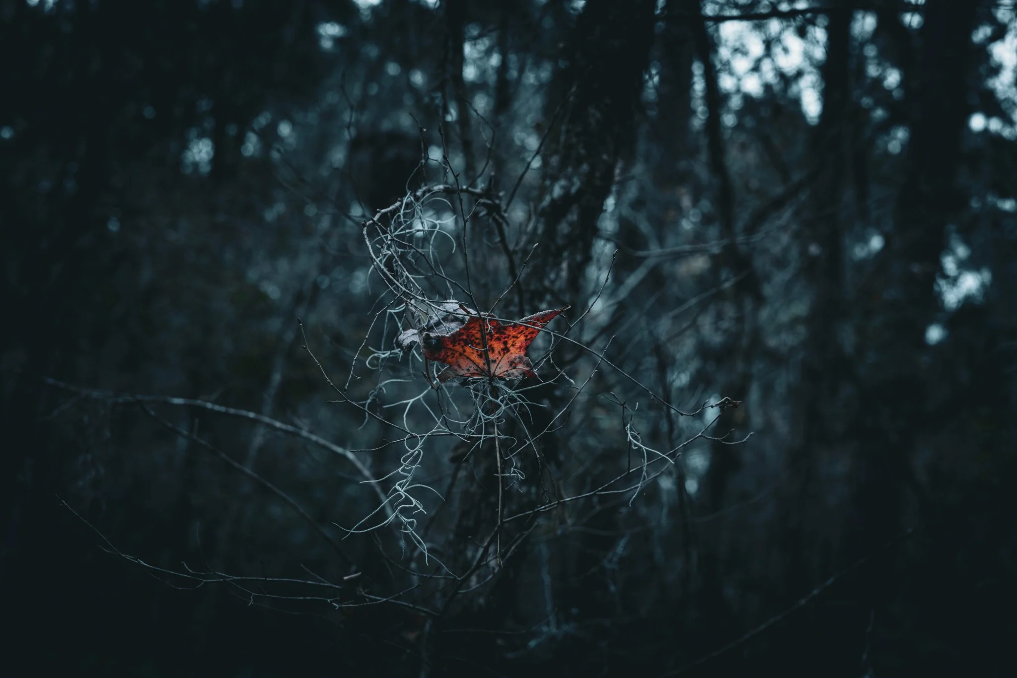 A single red and black fallen leaf caught in a tangled web of spider silk, set against a dark, forested background.