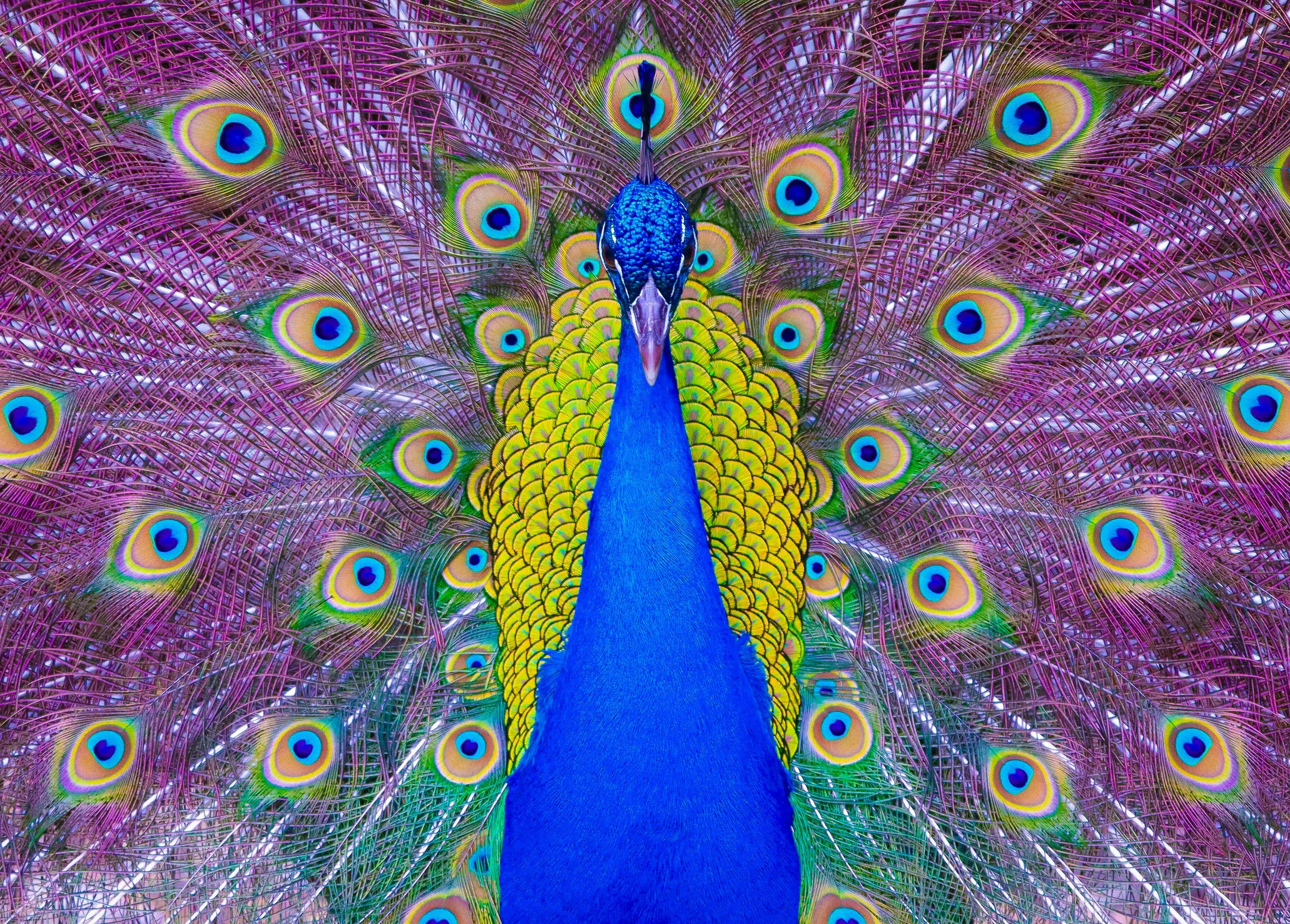 A colorful peacock displaying its vibrant blue, yellow, and green tail feathers with eye patterns.