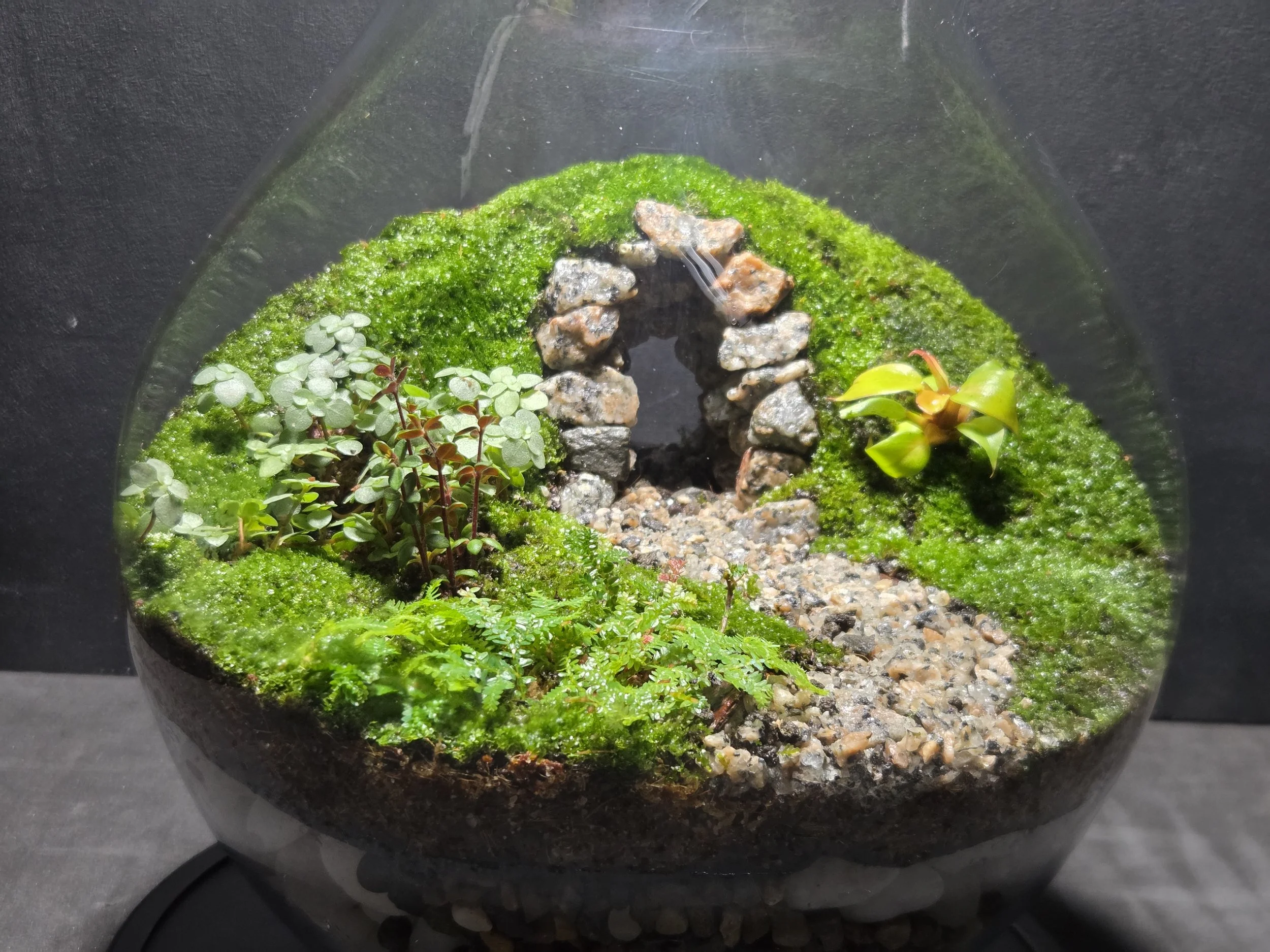 The Secret Tunnel Terrarium