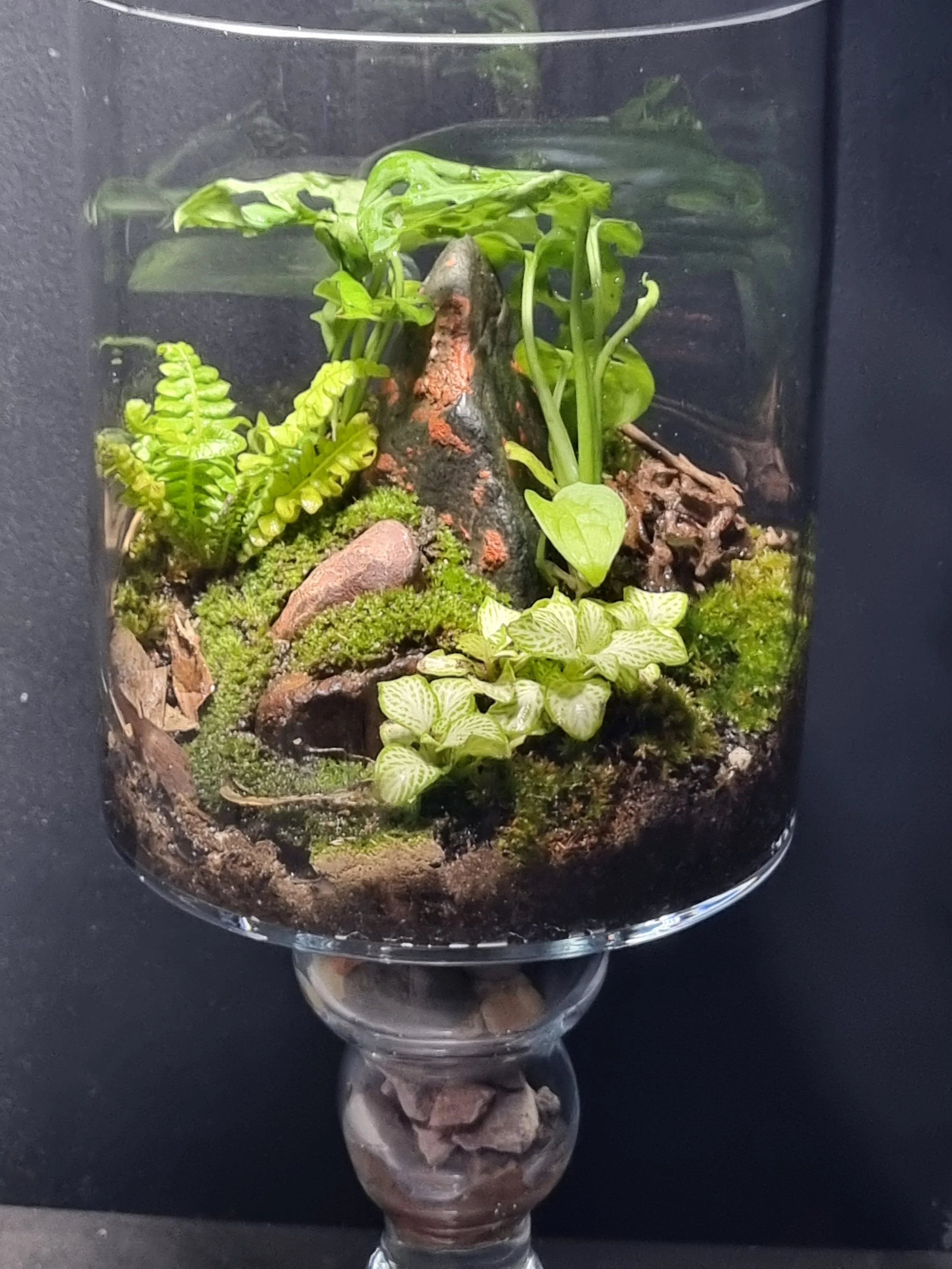 Miniature indoor terrarium with various small green plants, moss, and rocks inside a glass container.