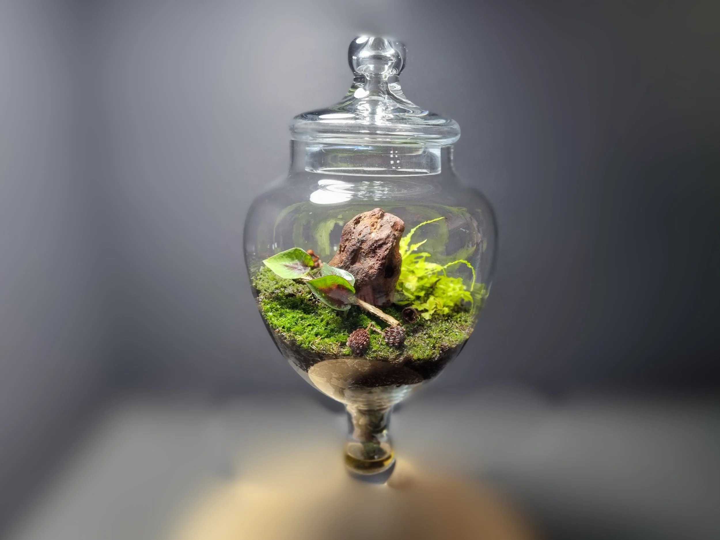 A small glass terrarium with a lid, containing moss, a small plant with red and green leaves, a piece of wood, and decorative elements, set against a gray background.